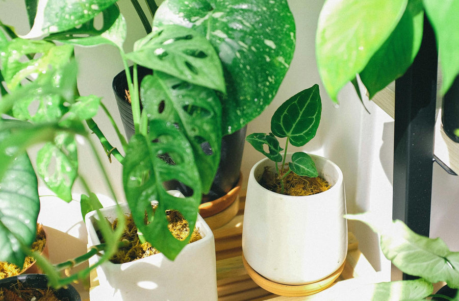 Kamerplanten met Sierpotten