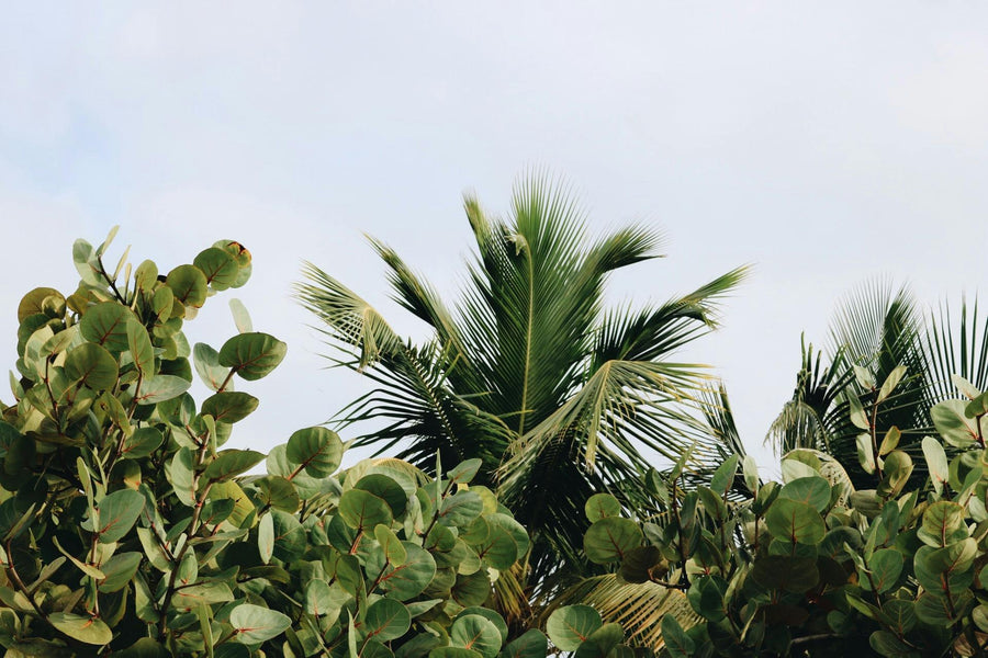 Exotische planten
