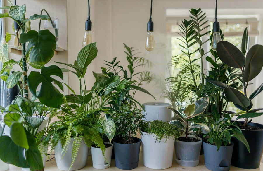 Luchtzuiverende Kamerplanten