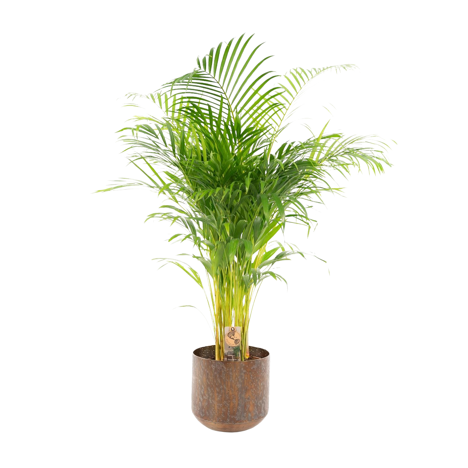Areca palm met pot