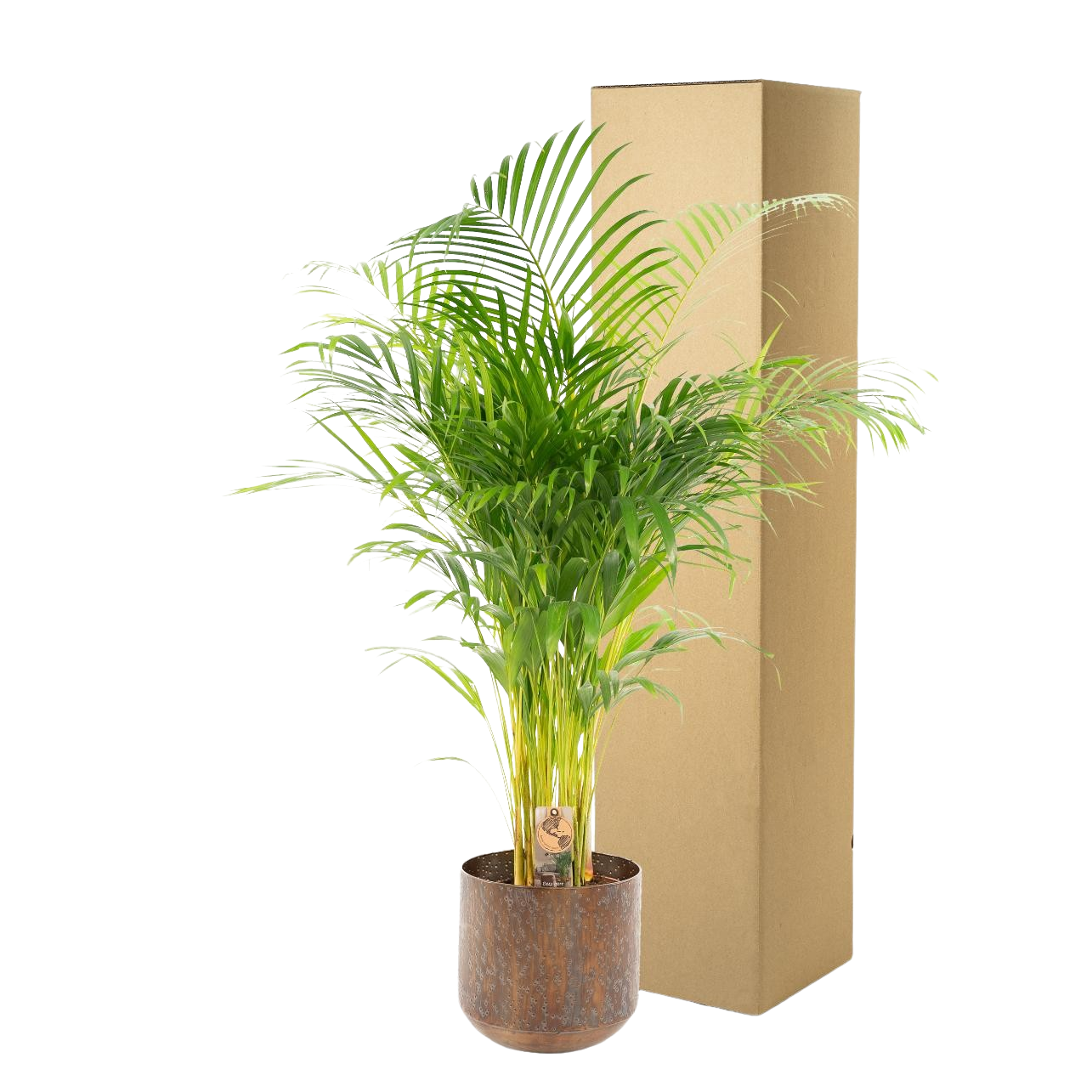 Areca palm met pot
