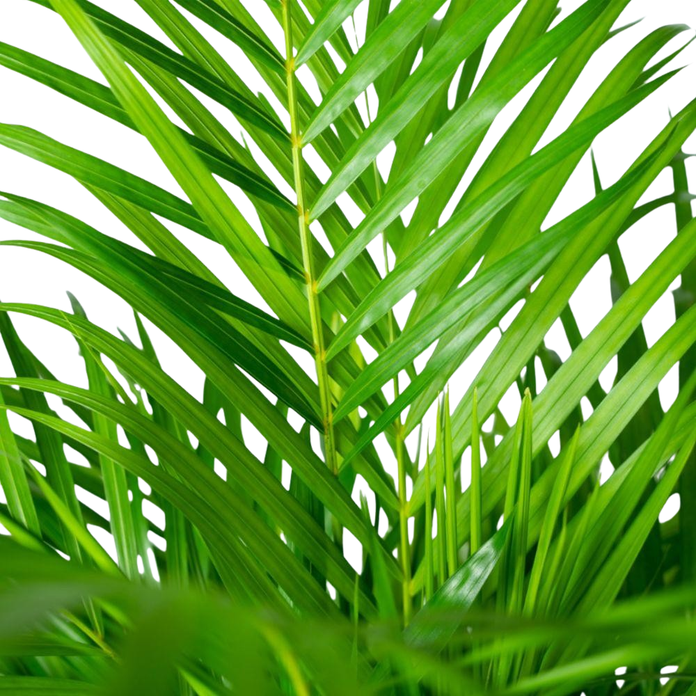 Areca palm met pot