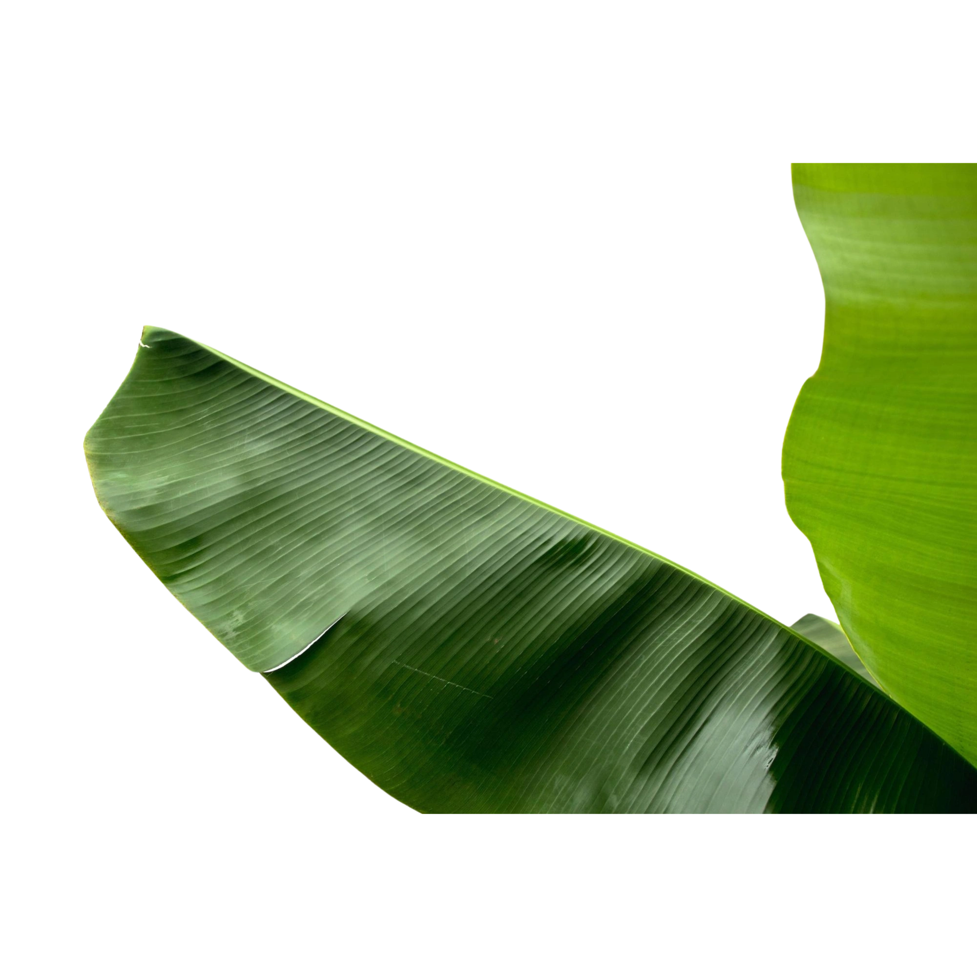 Bananenplant (Musa)