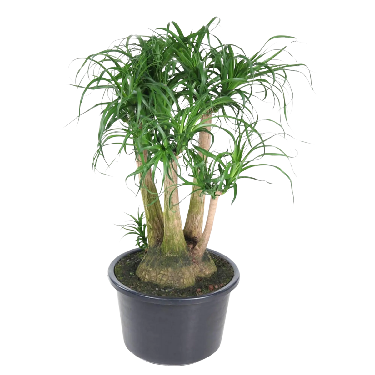 Beaucarnea vertakt Everspring