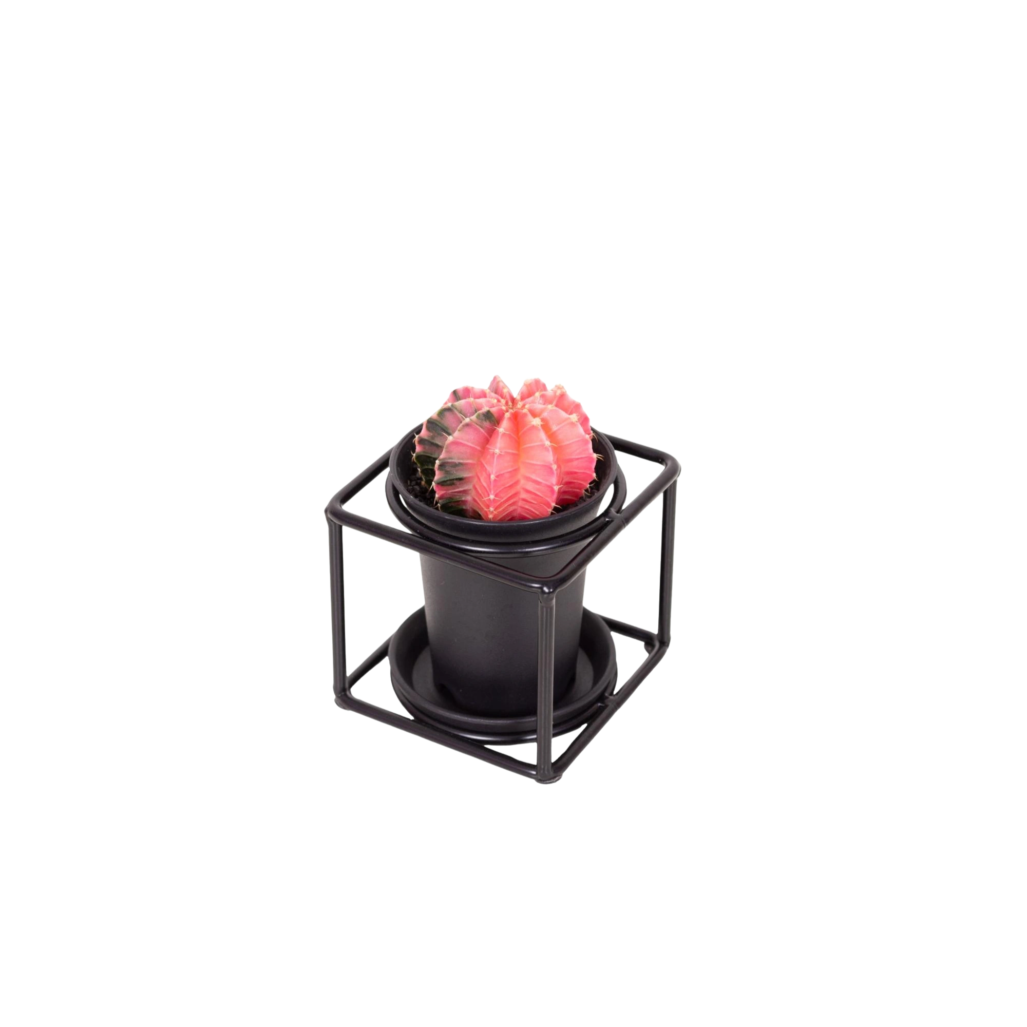Cactus In Design Frame
