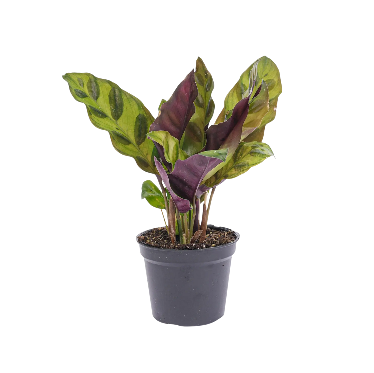 Calathea Lancifolia Everspring