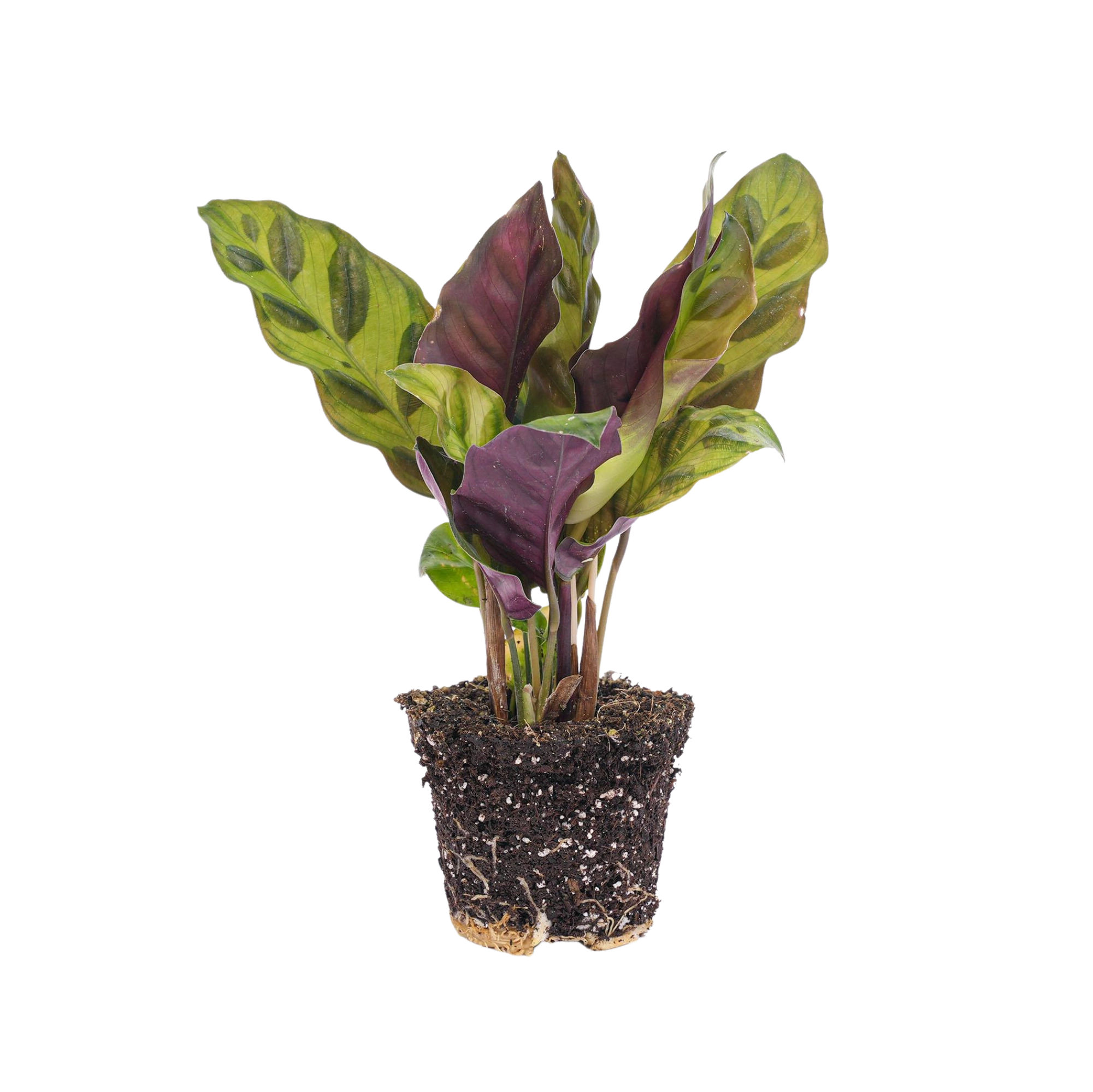 Calathea Lancifolia Everspring
