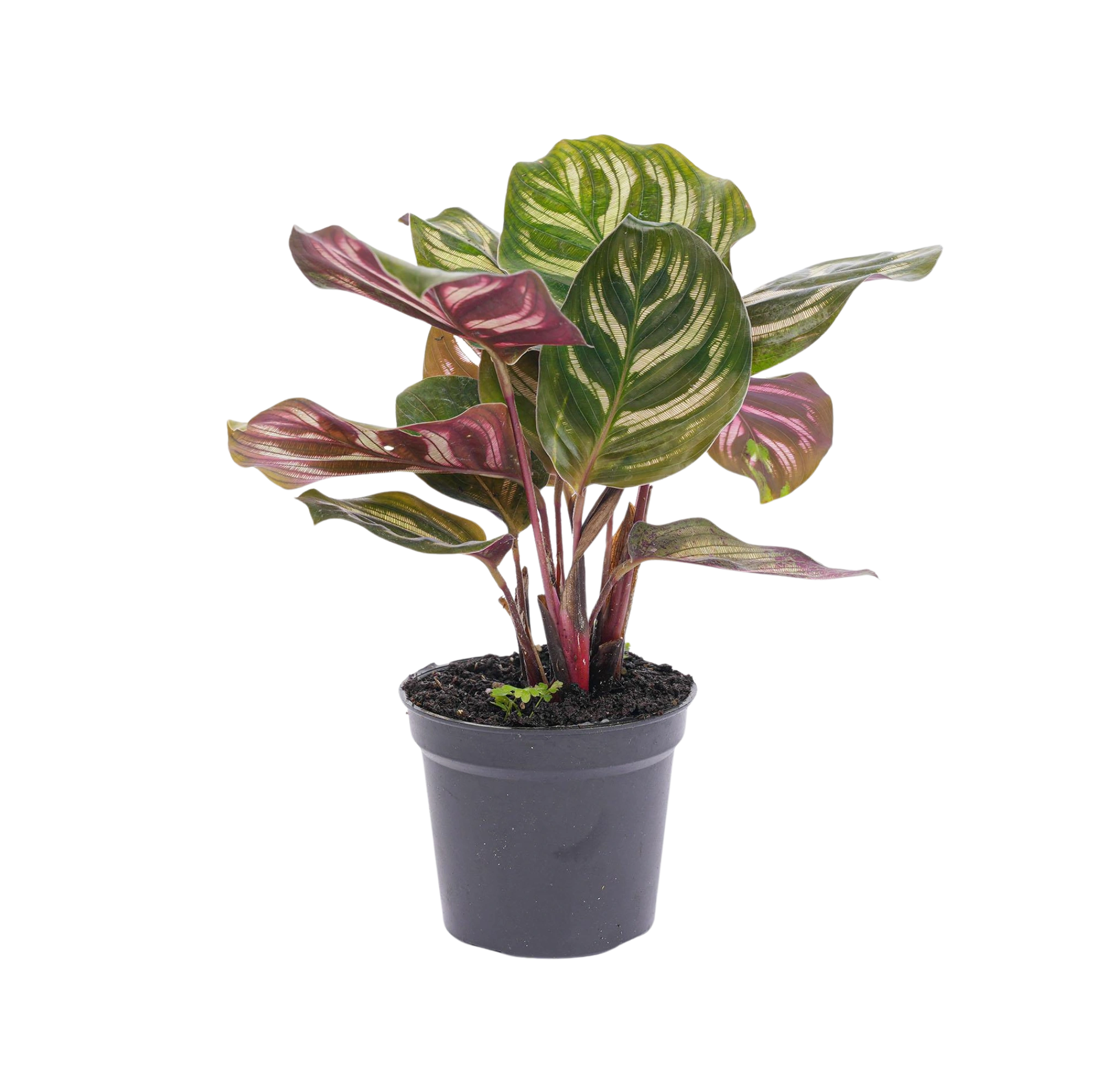 Calathea Makoyana Everspring