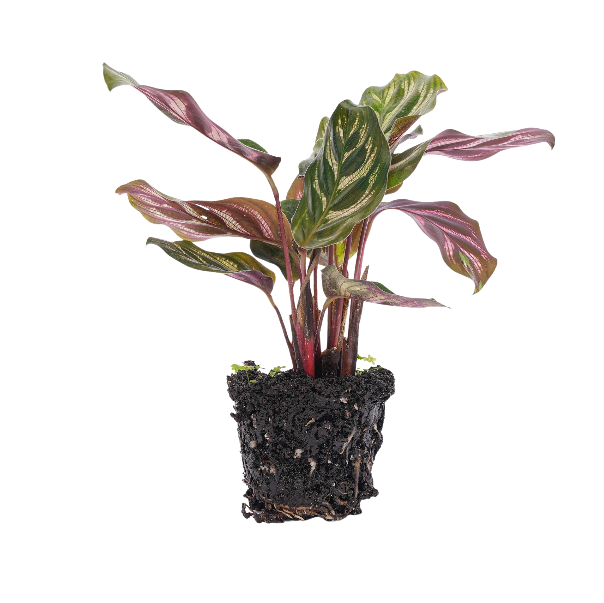 Calathea Makoyana