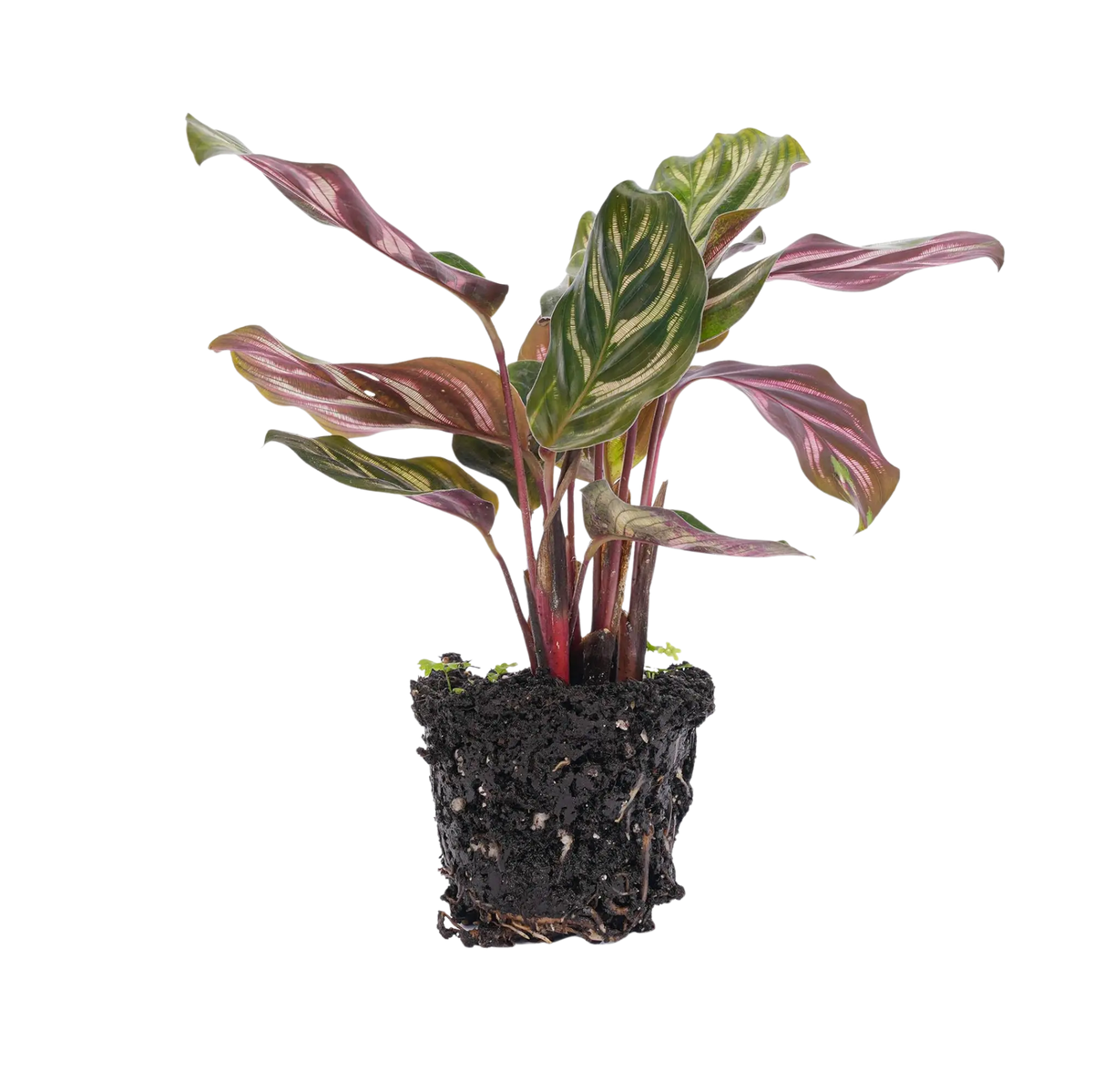 Calathea Makoyana Everspring