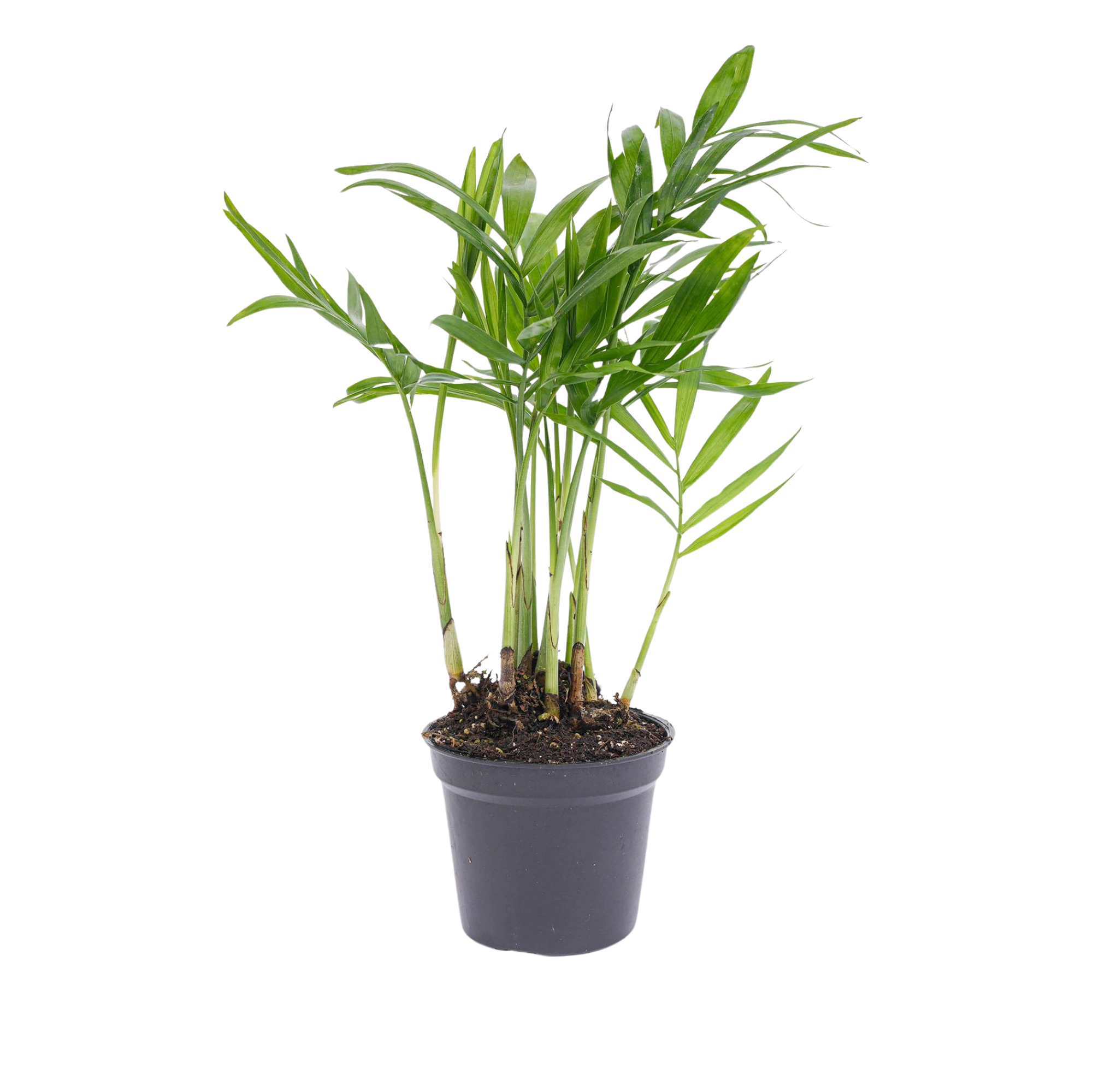 Chamaedorea elegans 'baby'