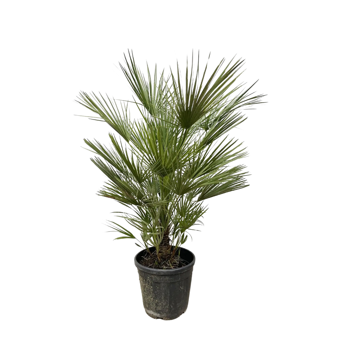 Chamaerops Humilis Everspring