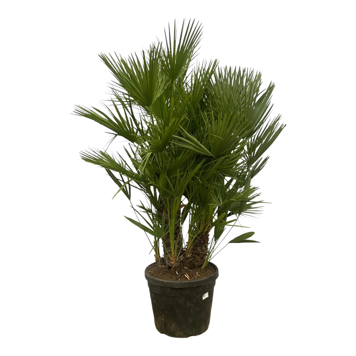 Chamaerops Humilis multi stam Everspring