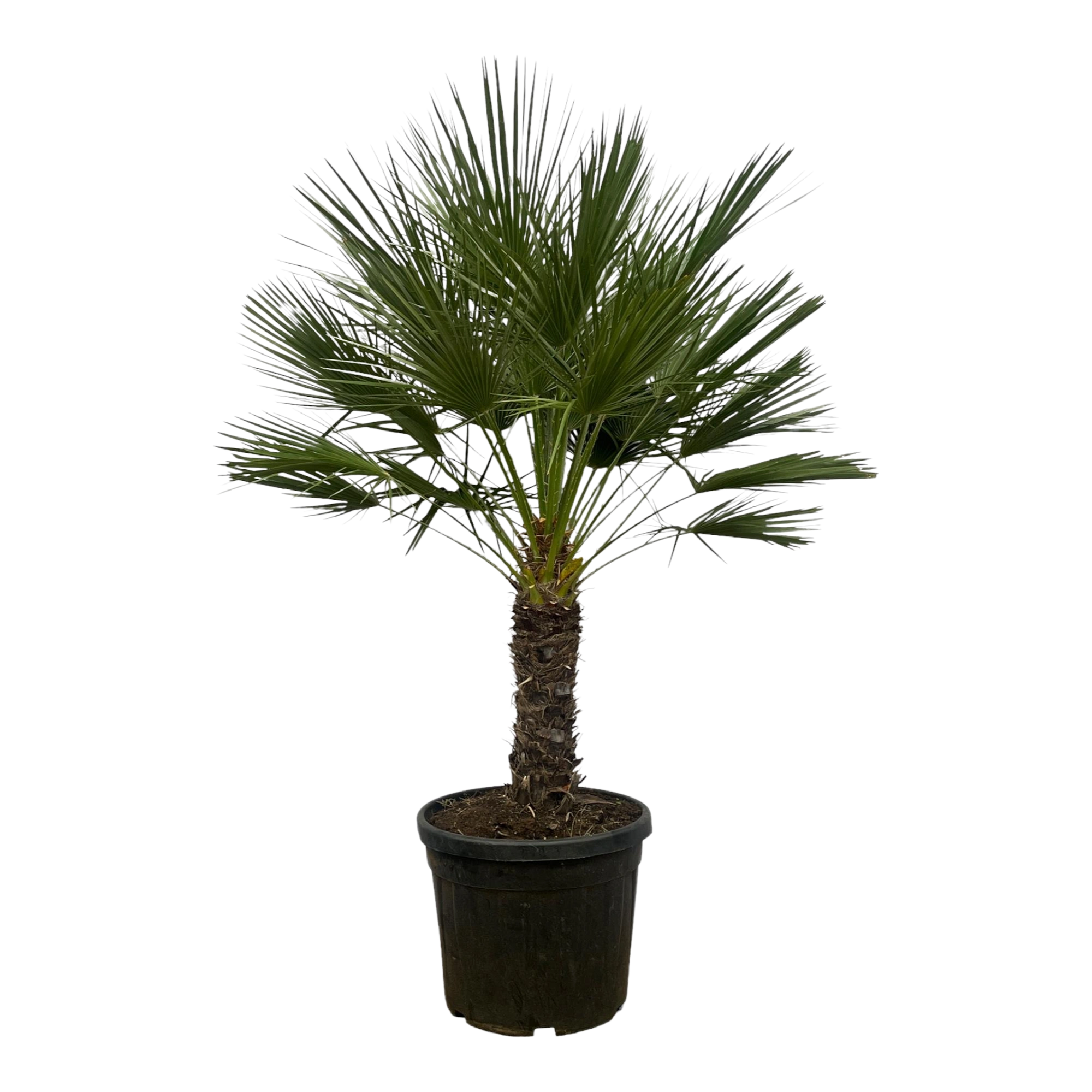 Chamaerops Humilis op stam