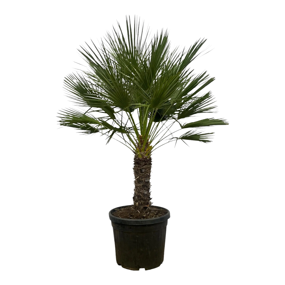 Chamaerops Humilis op stam Everspring