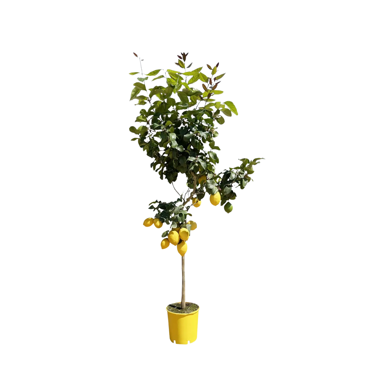 Citroenboom Everspring