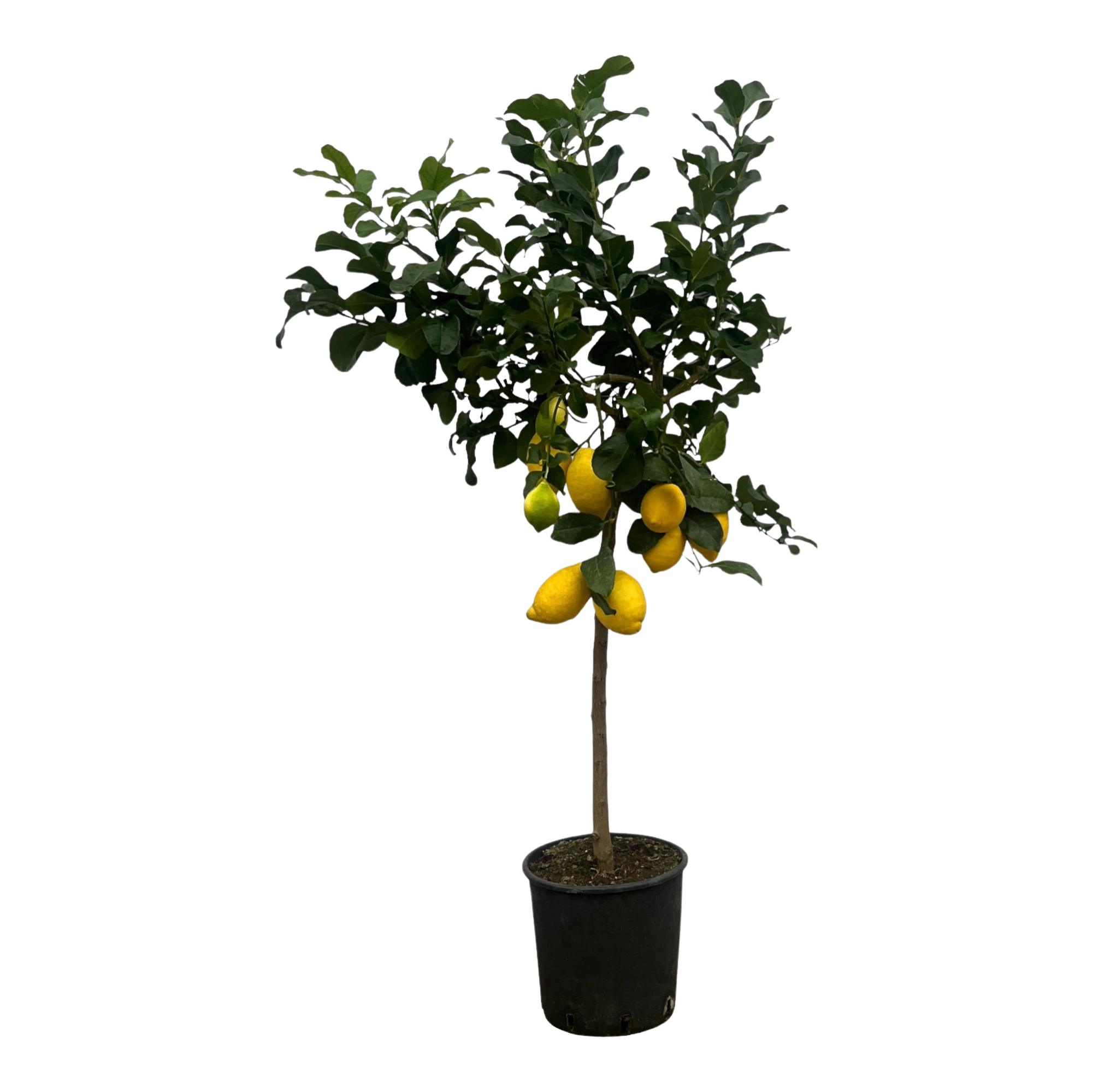 Citrus Lemon Everspring