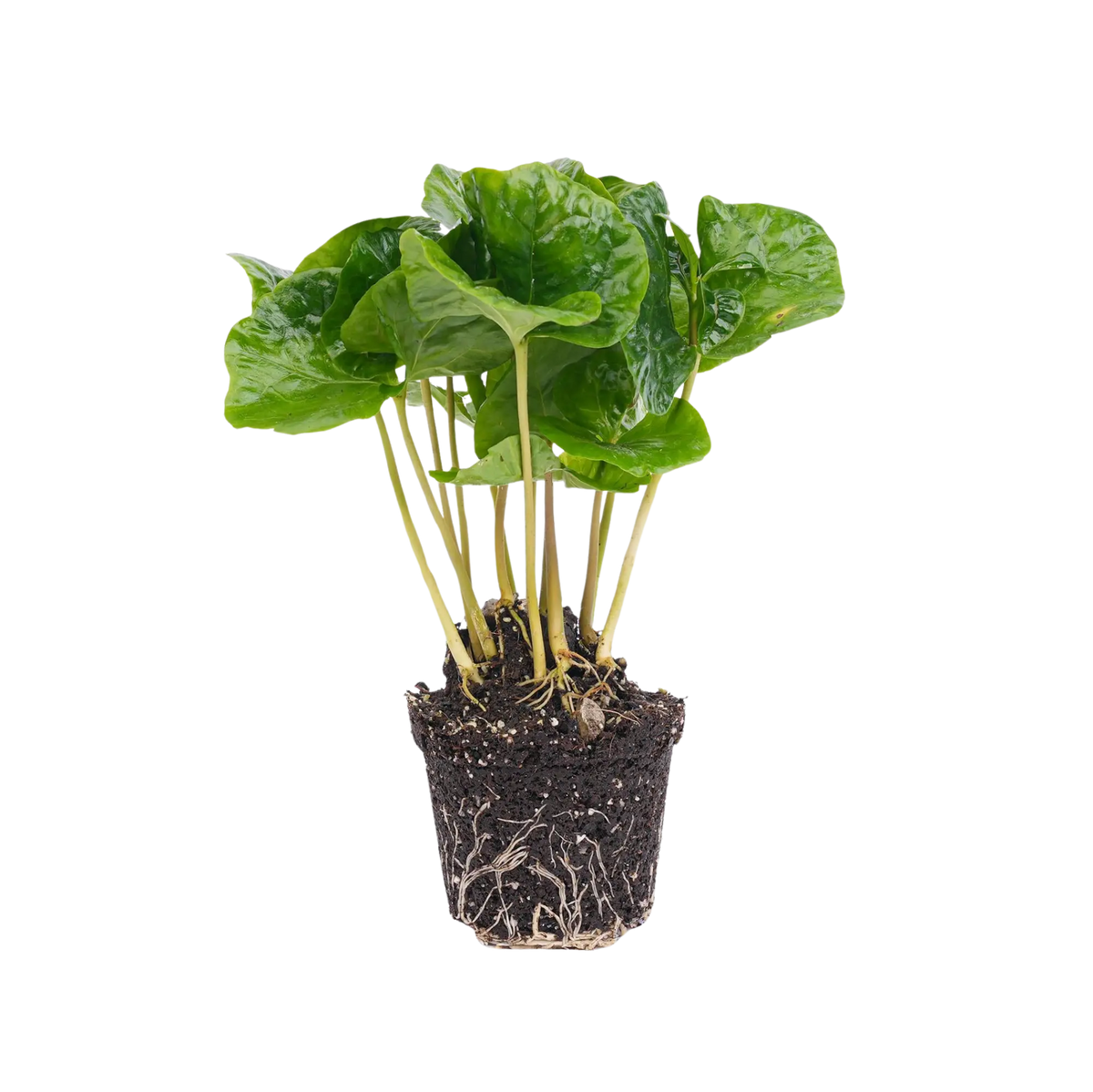 Coffea Arabica Everspring