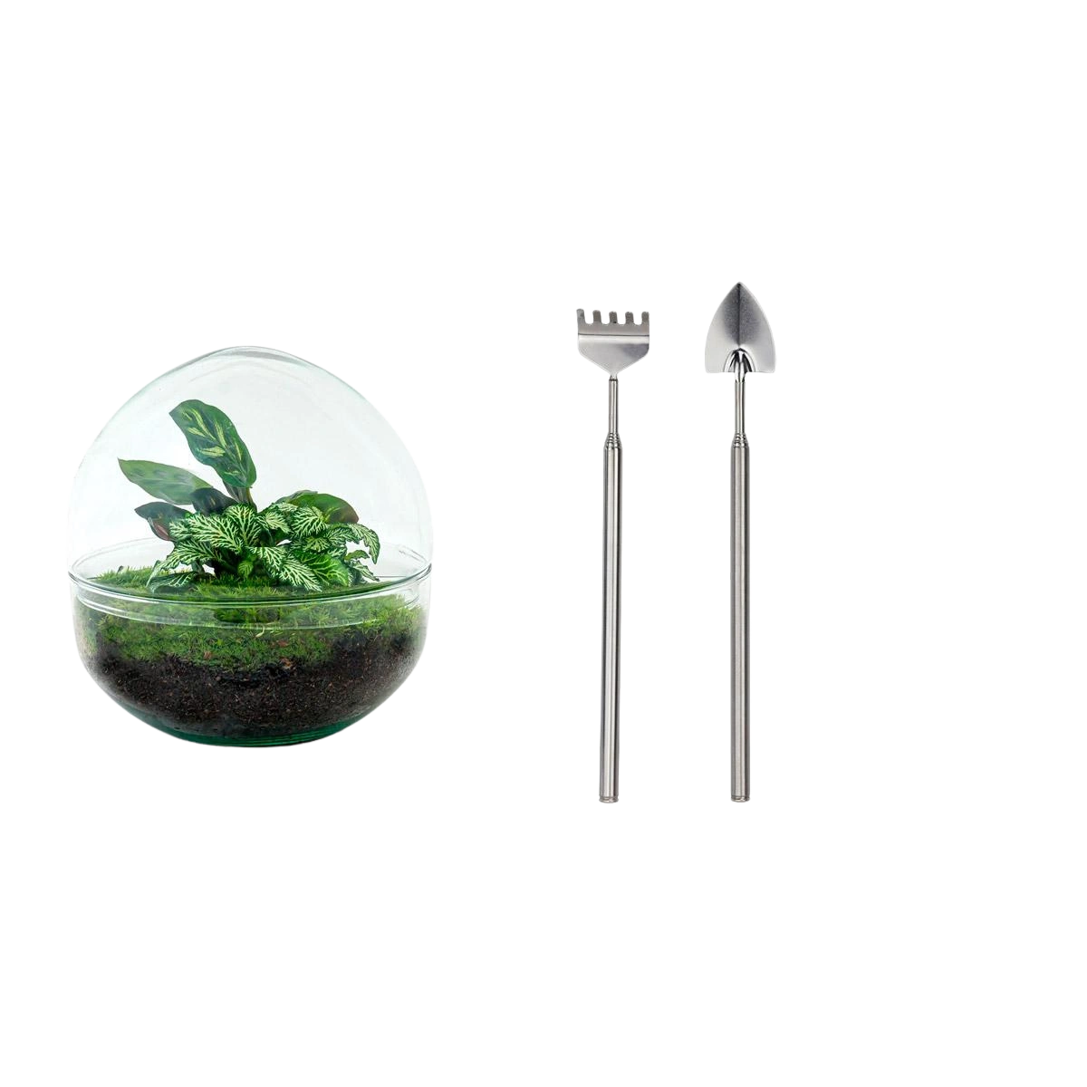 Dome Terrarium