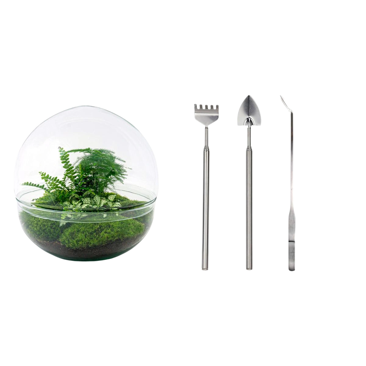 Dome XL Terrarium