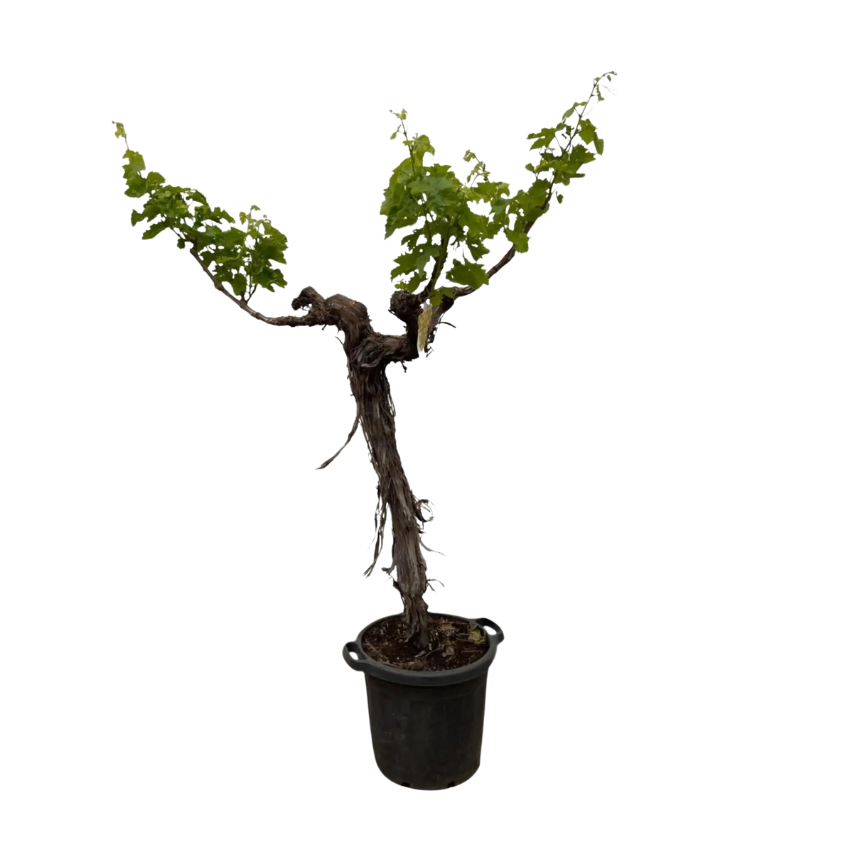 Druivenboom (Vitis Vinifera) stam vertakt Everspring