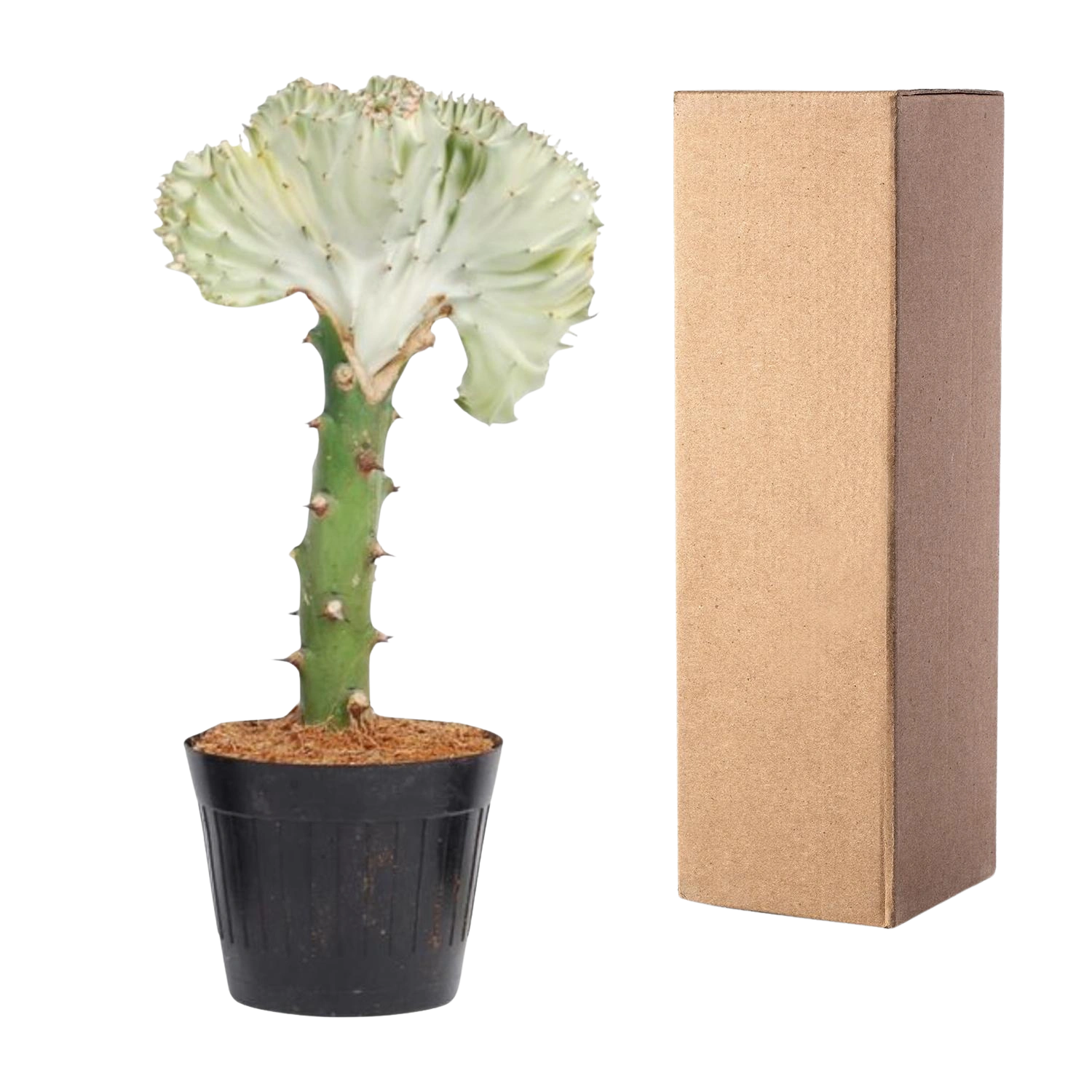 Euphorbia lactea Cristata wit