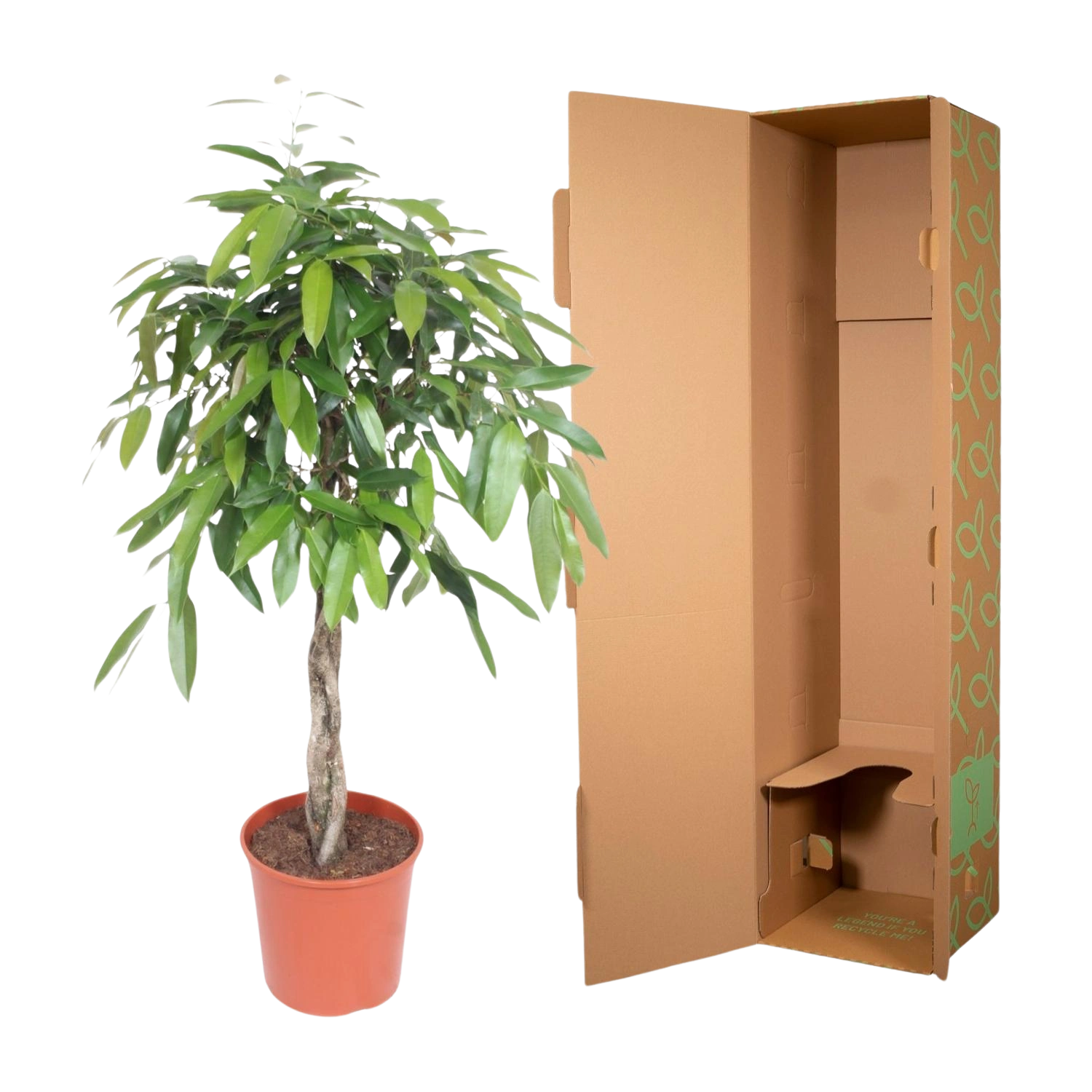 Ficus Amstel King gevlochten stam