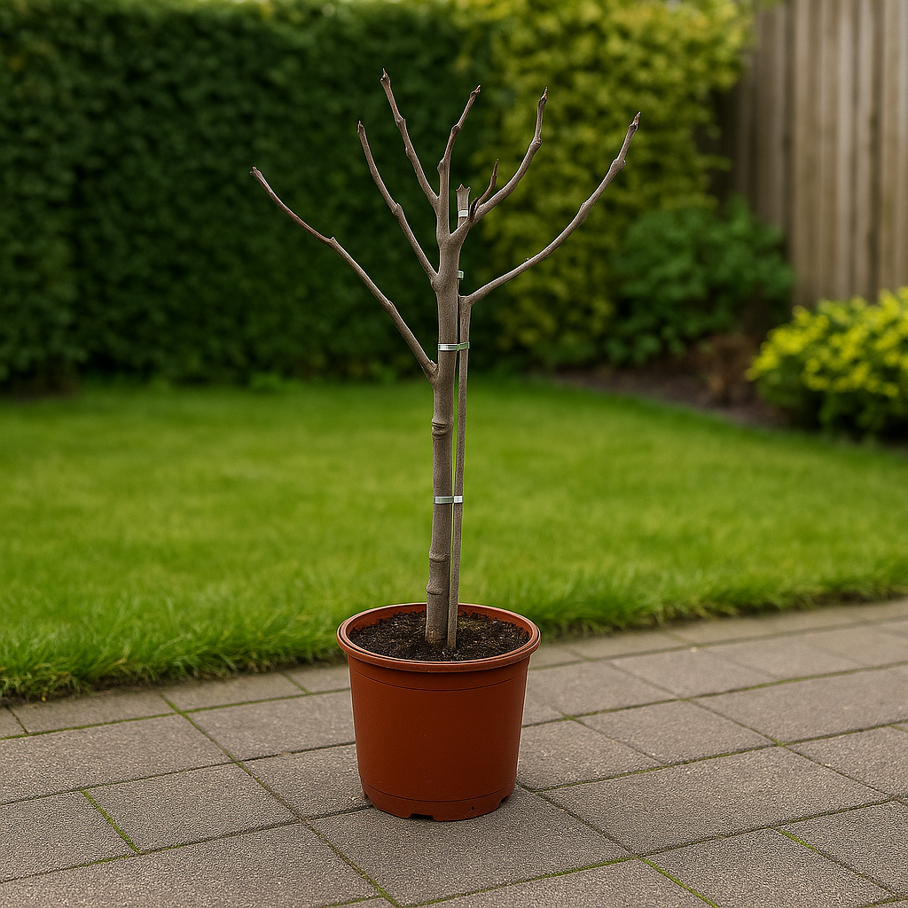 Ficus Carica op stam