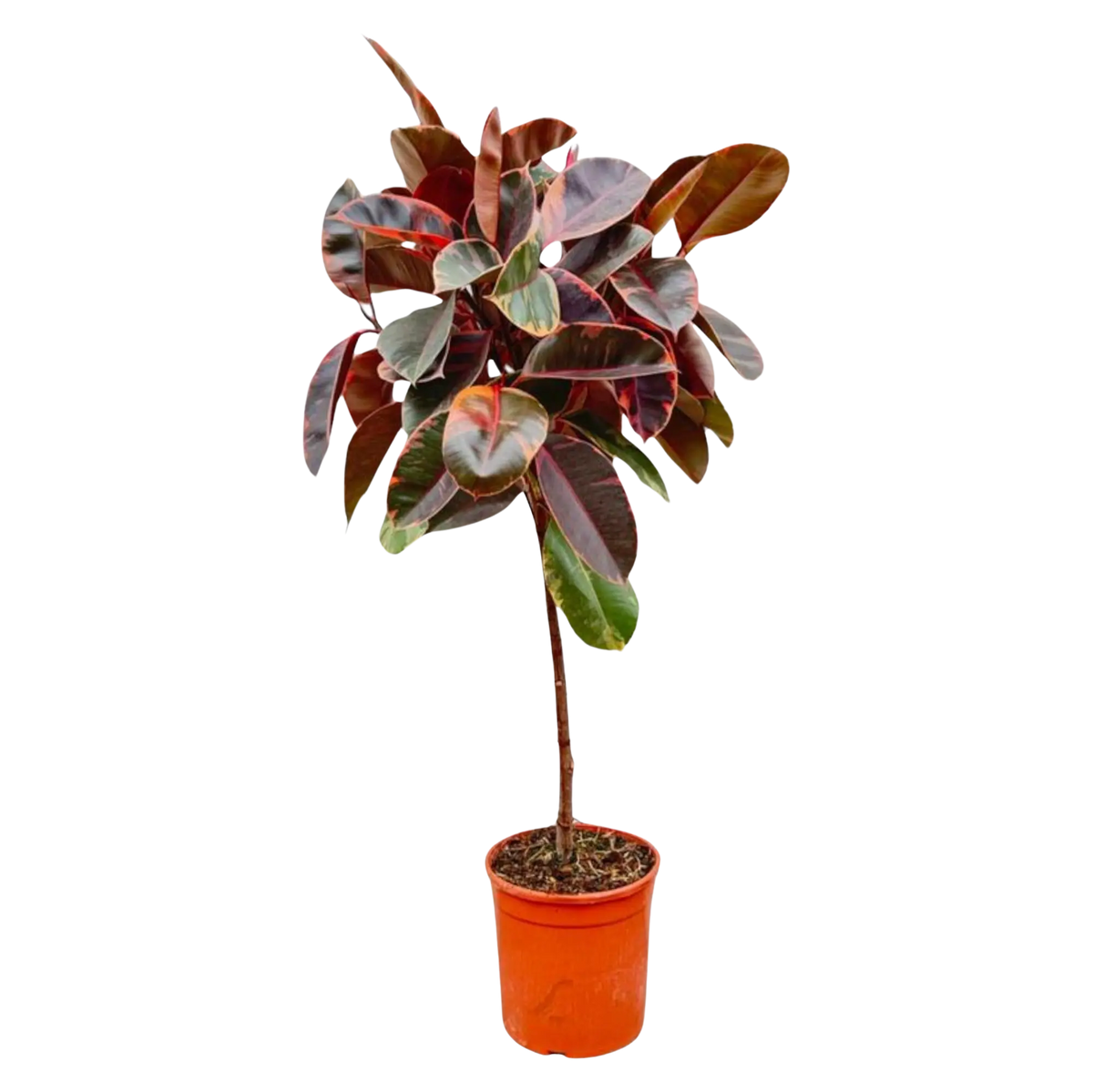 Ficus Elastica Belize op stam Everspring