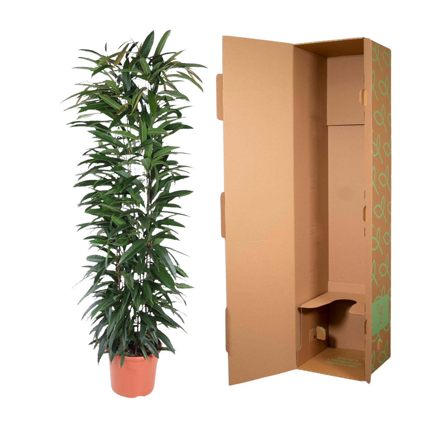Ficus Alii King zuil