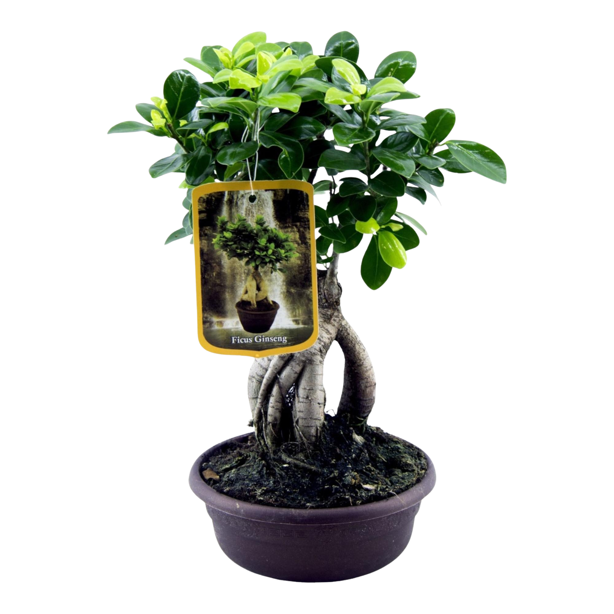 Ficus Microcarpa Ginseng