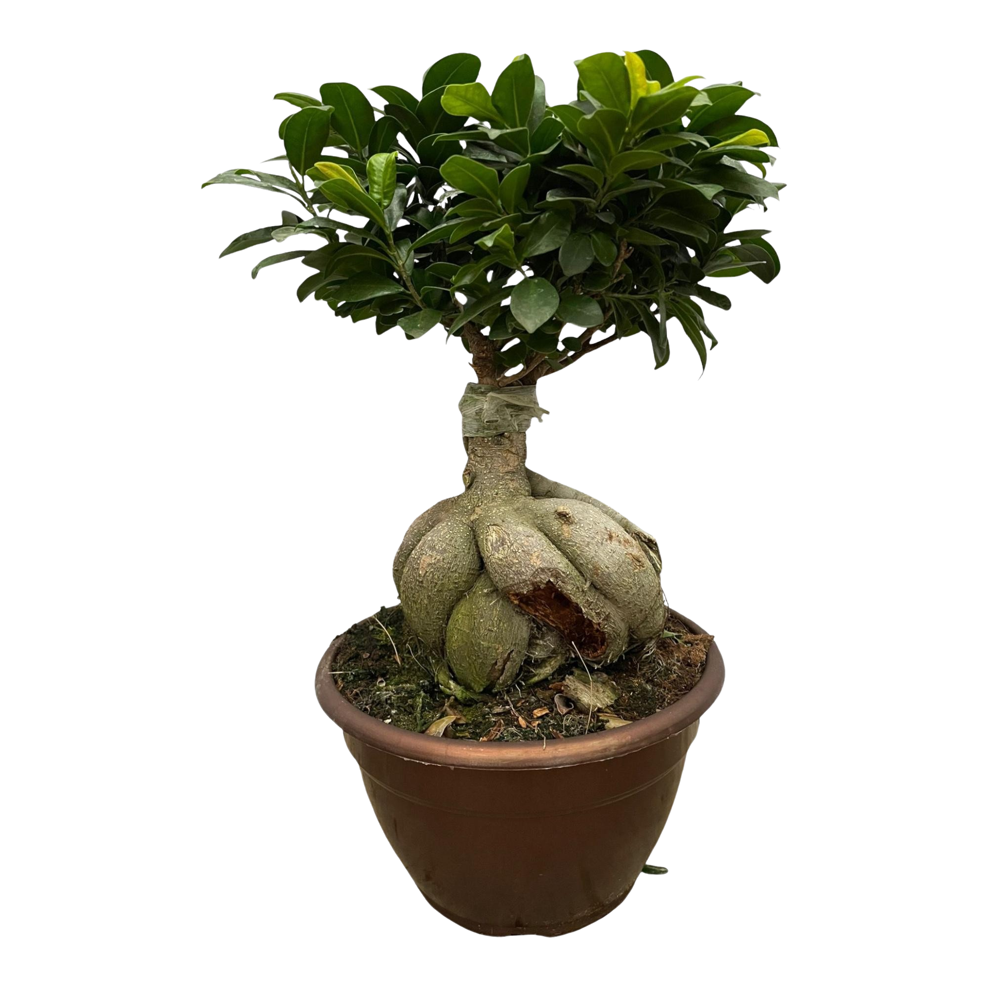 Ficus Microcarpa Ginseng