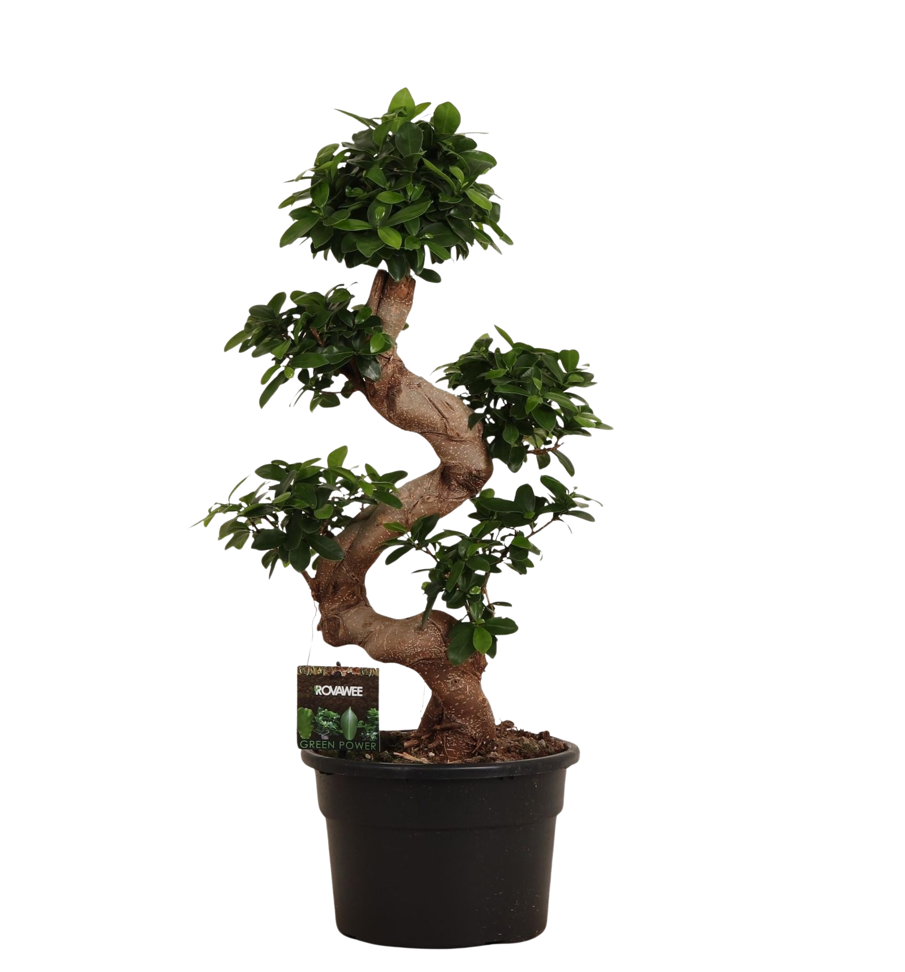 Ficus Microcarpa Ginseng