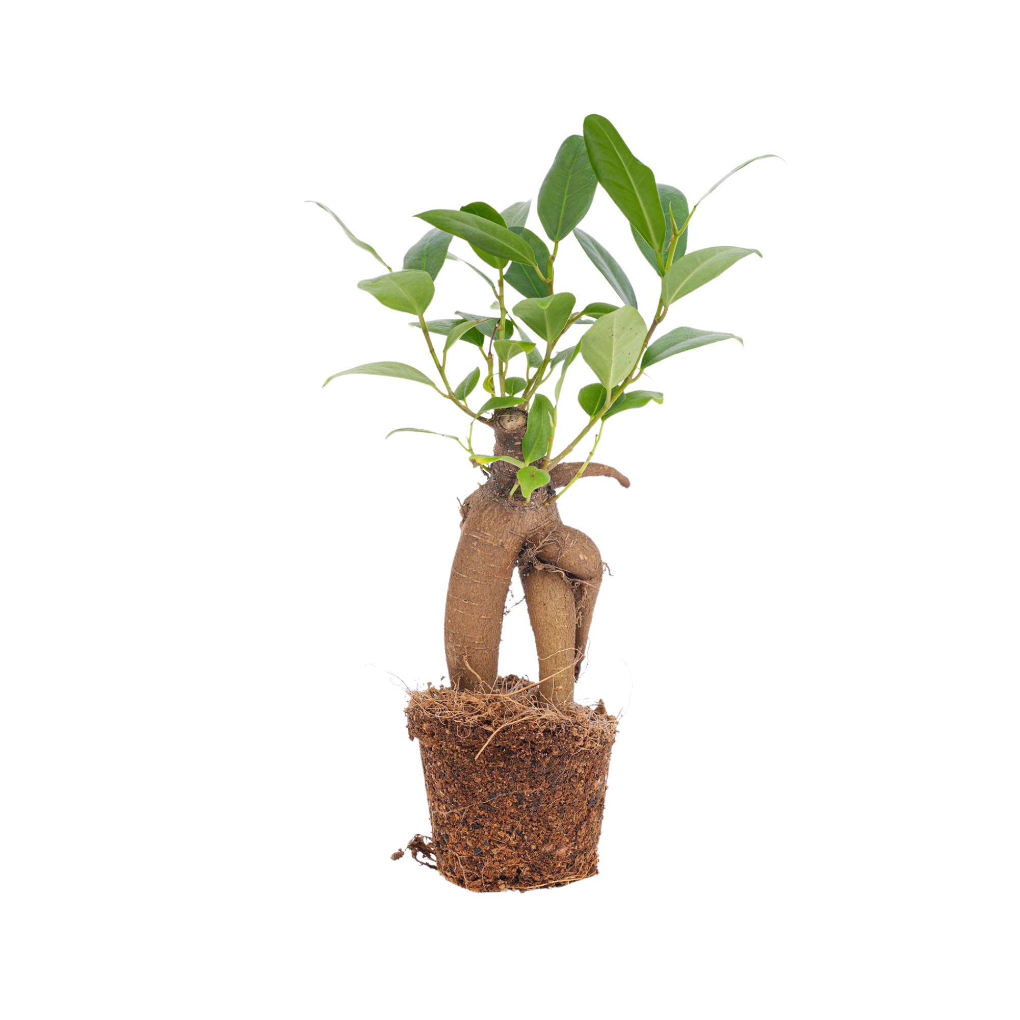 Ficus microcarpa ginseng bonsai Everspring