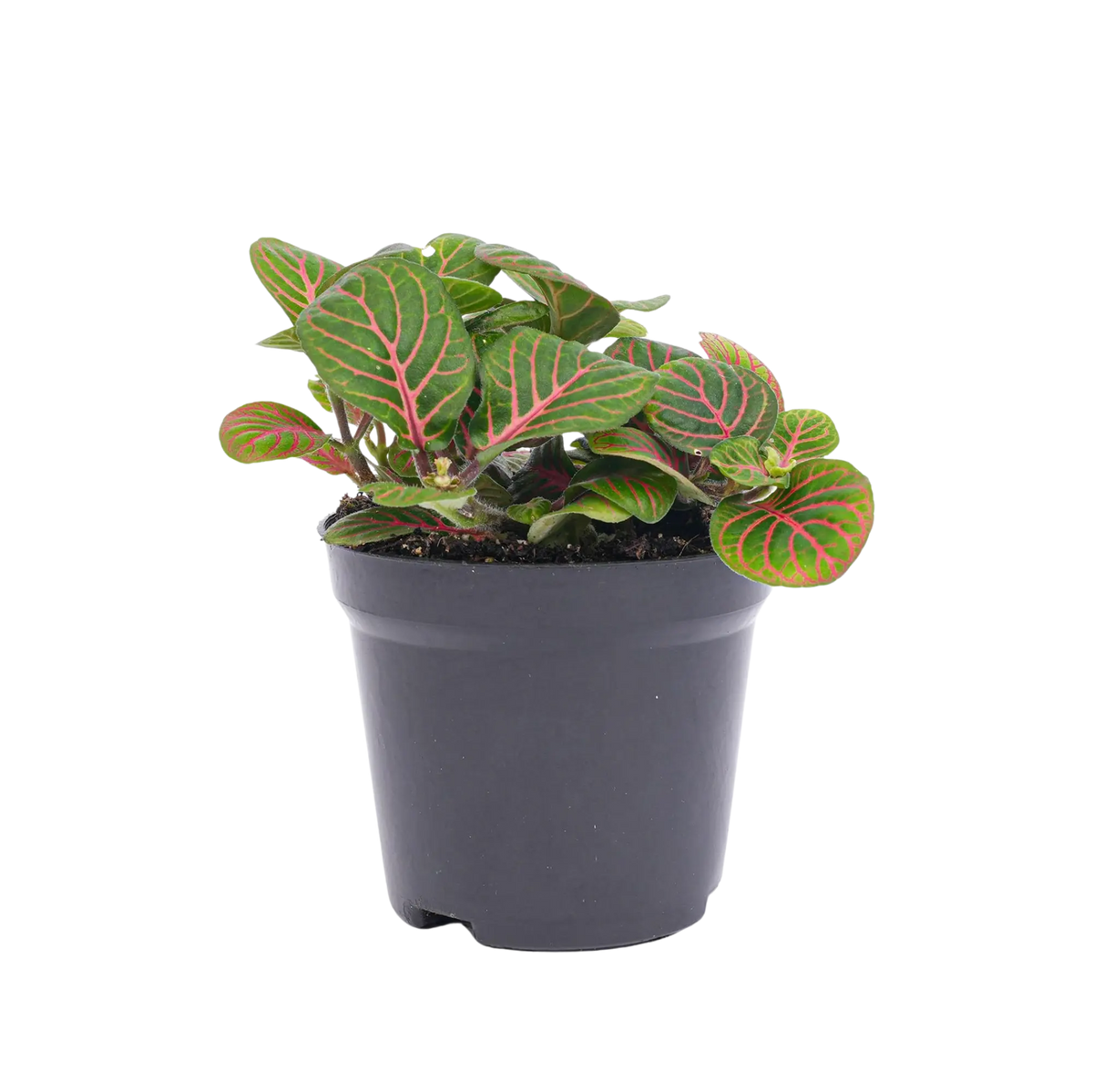 Fittonia Bubble Red Everspring