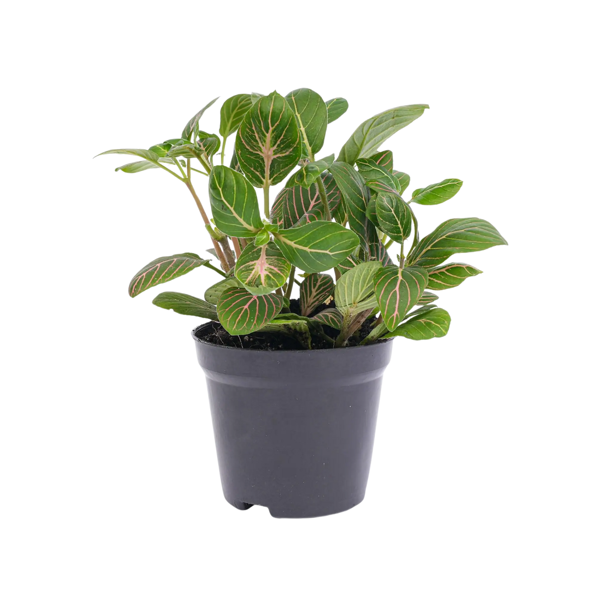 Fittonia Joly Josan Everspring