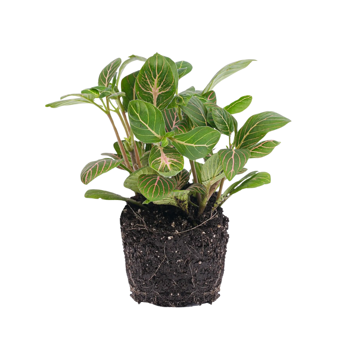 Fittonia Joly Josan Everspring