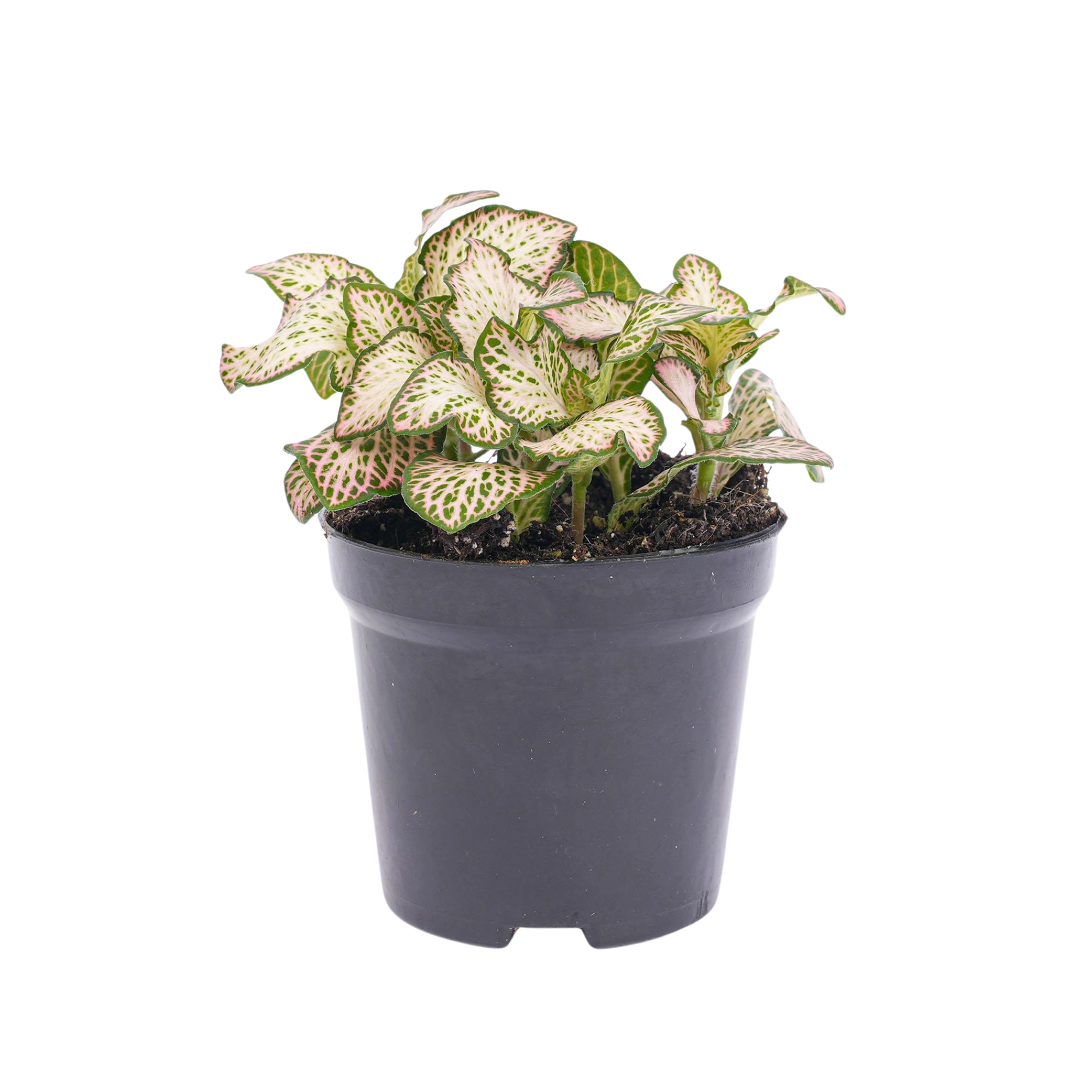 Fittonia Pink Tiger Everspring