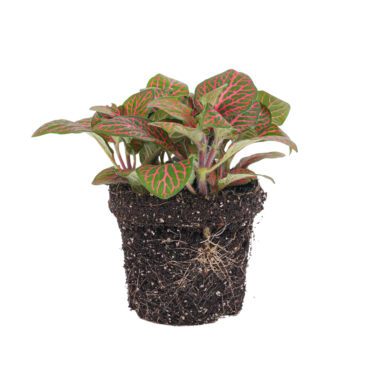 Fittonia red Everspring