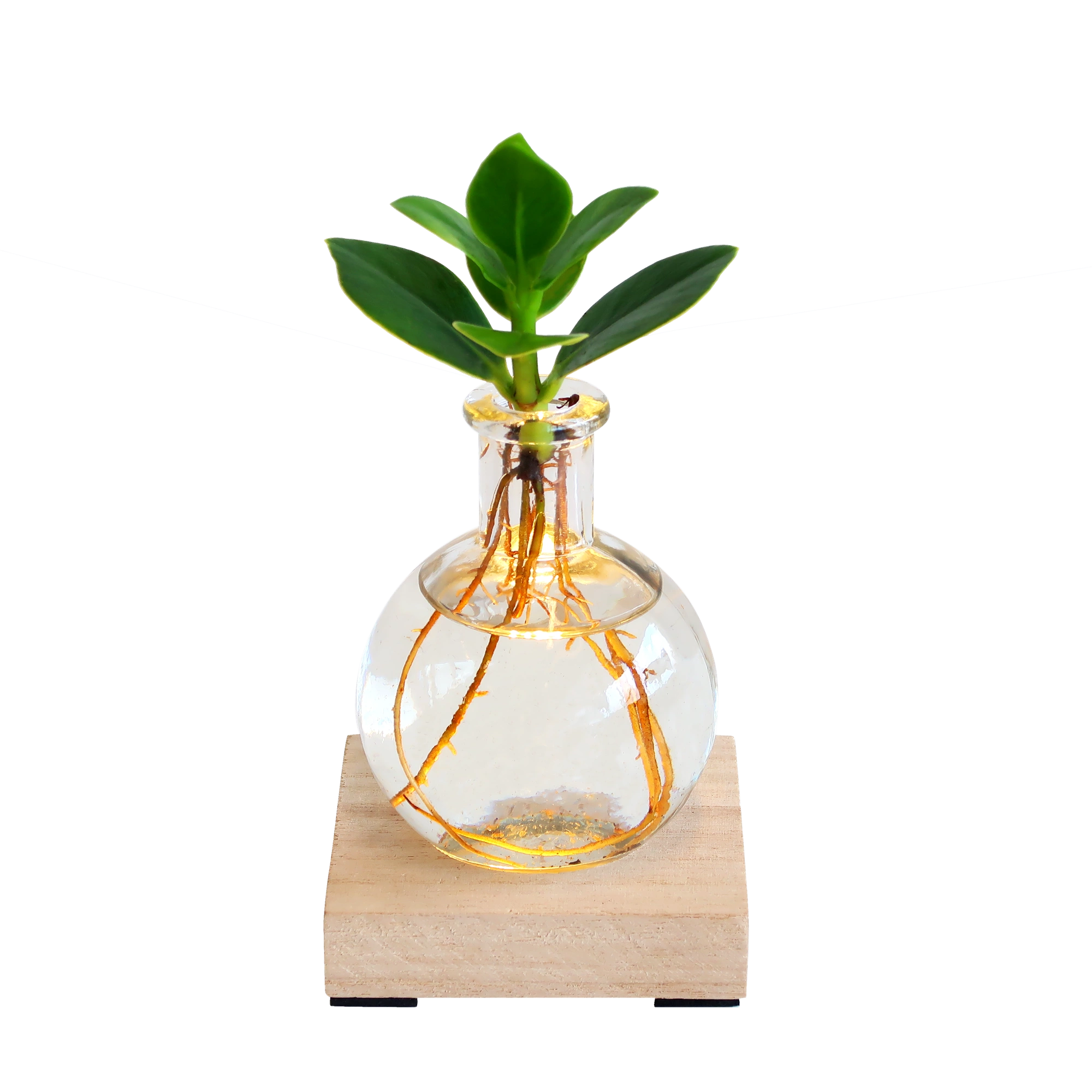 Glowplant - Clusia in vaasje met lampje