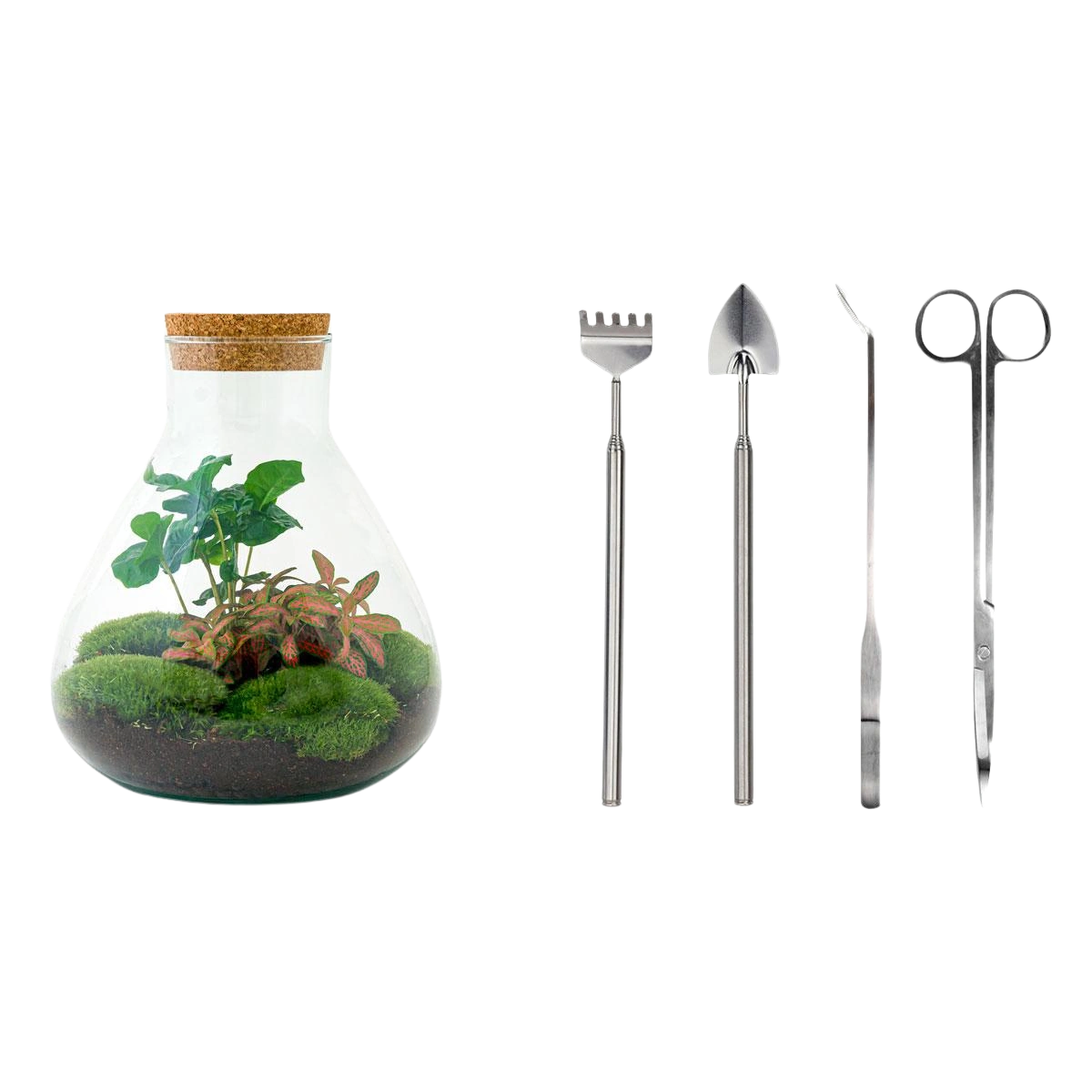 Sammie Coffea Terrarium