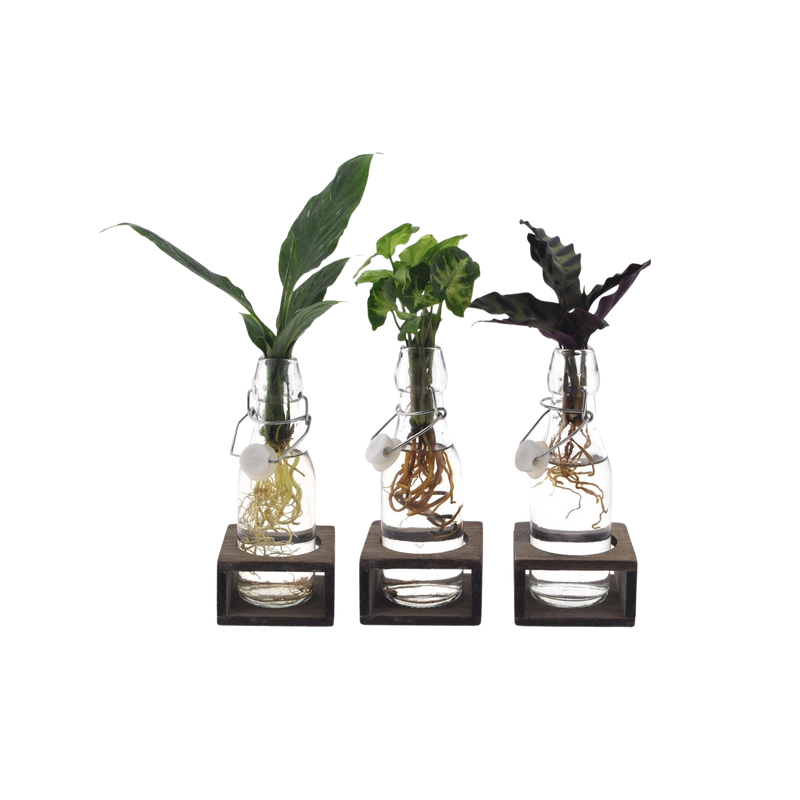 Intenz Mix in Ann Glas (witte dop) + Naturel Single