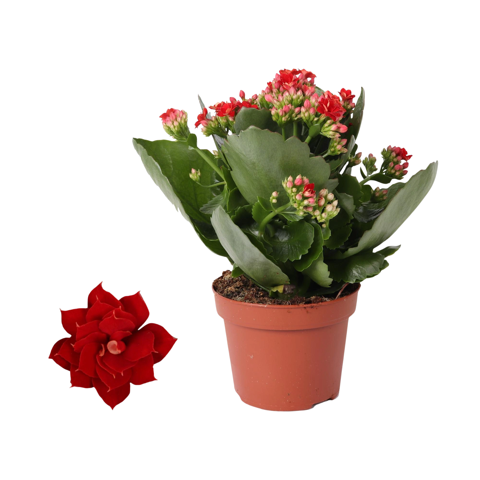 Kalanchoe Rosalina 'Don Justino' Rood