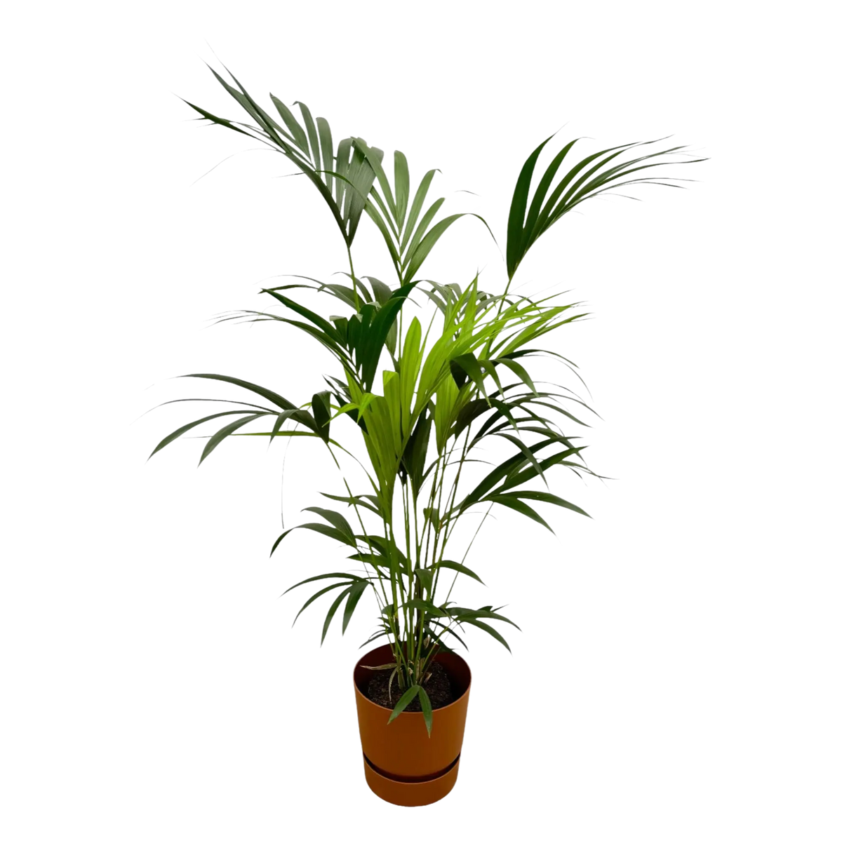 Kentia palm | Elho Greenville Round Everspring