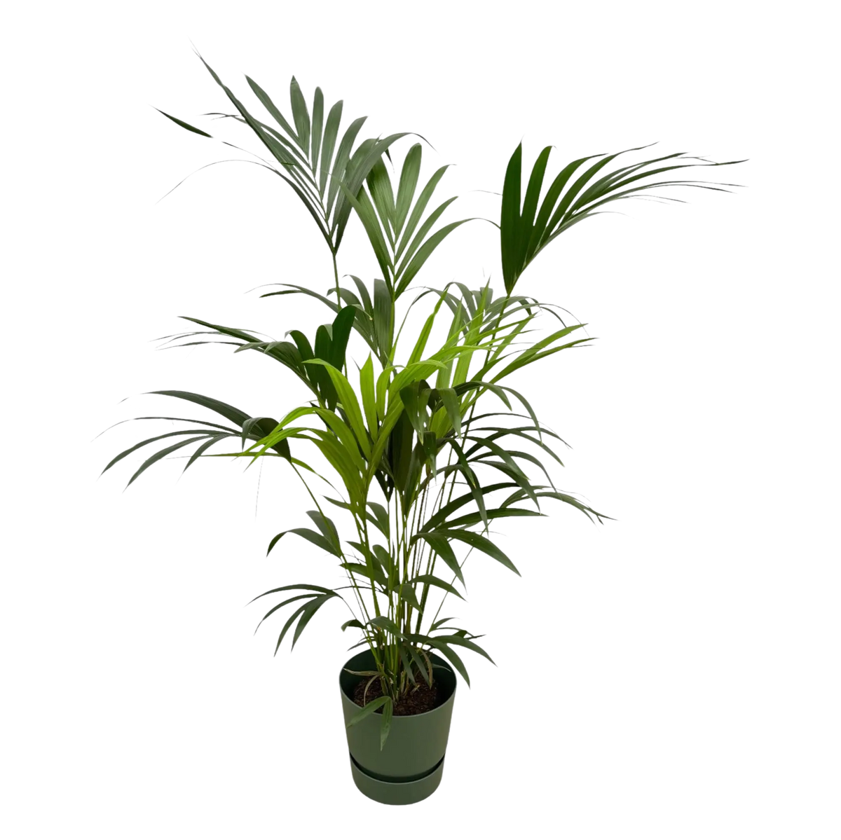 Kentia palm | Elho Greenville Round Everspring