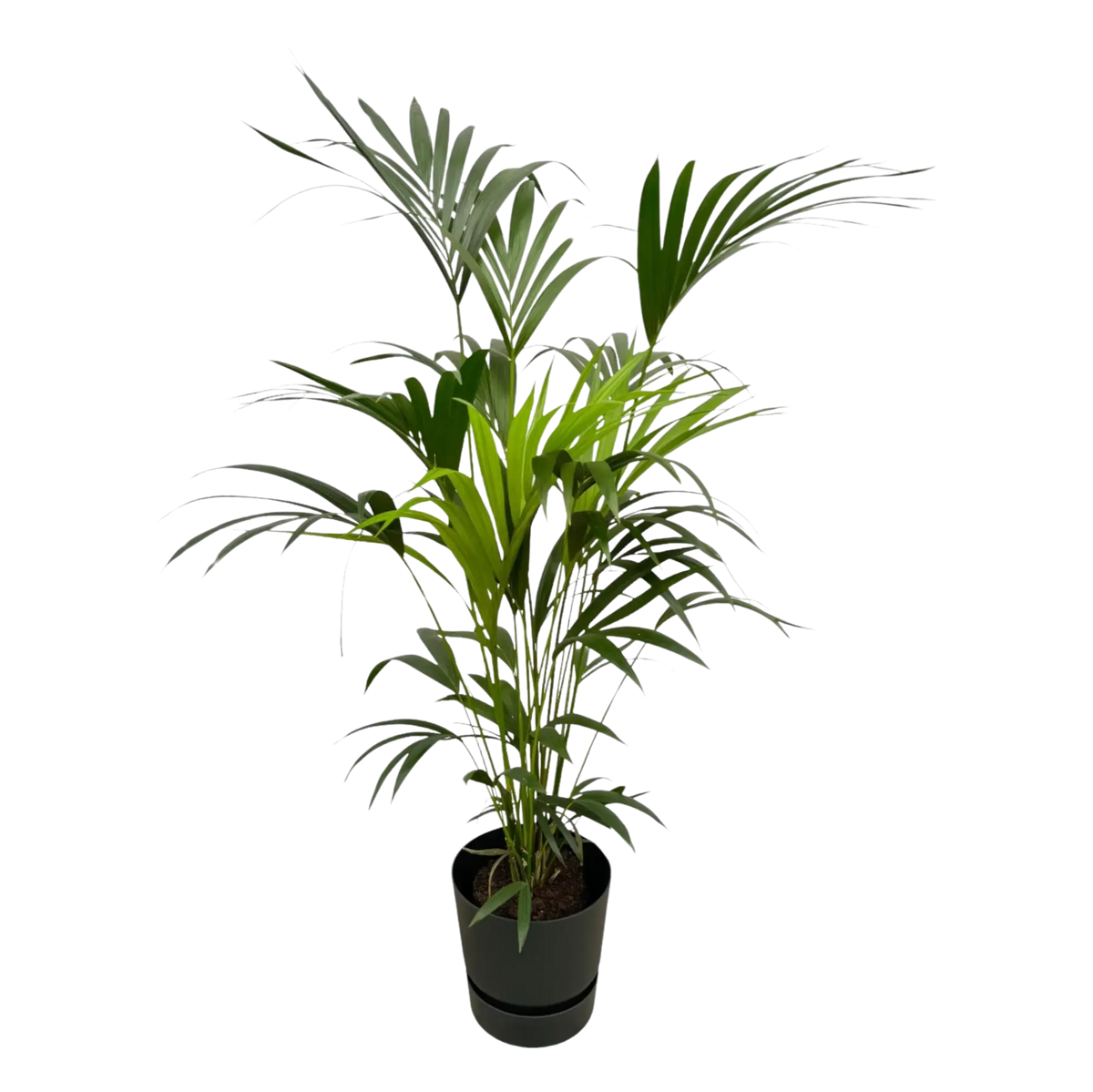 Kentia palm | Elho Greenville Round Everspring