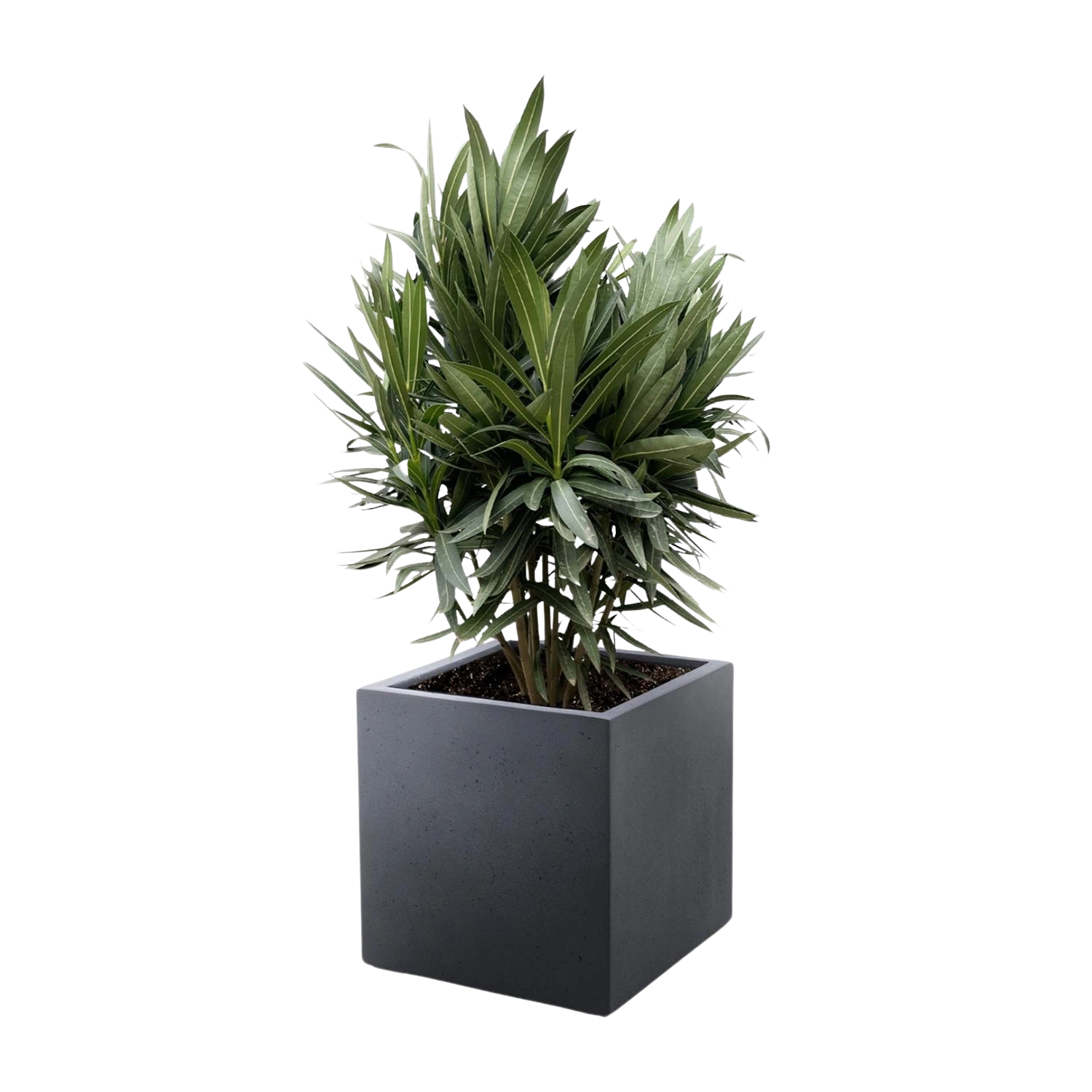 Nerium Oleander struik met rode bloem