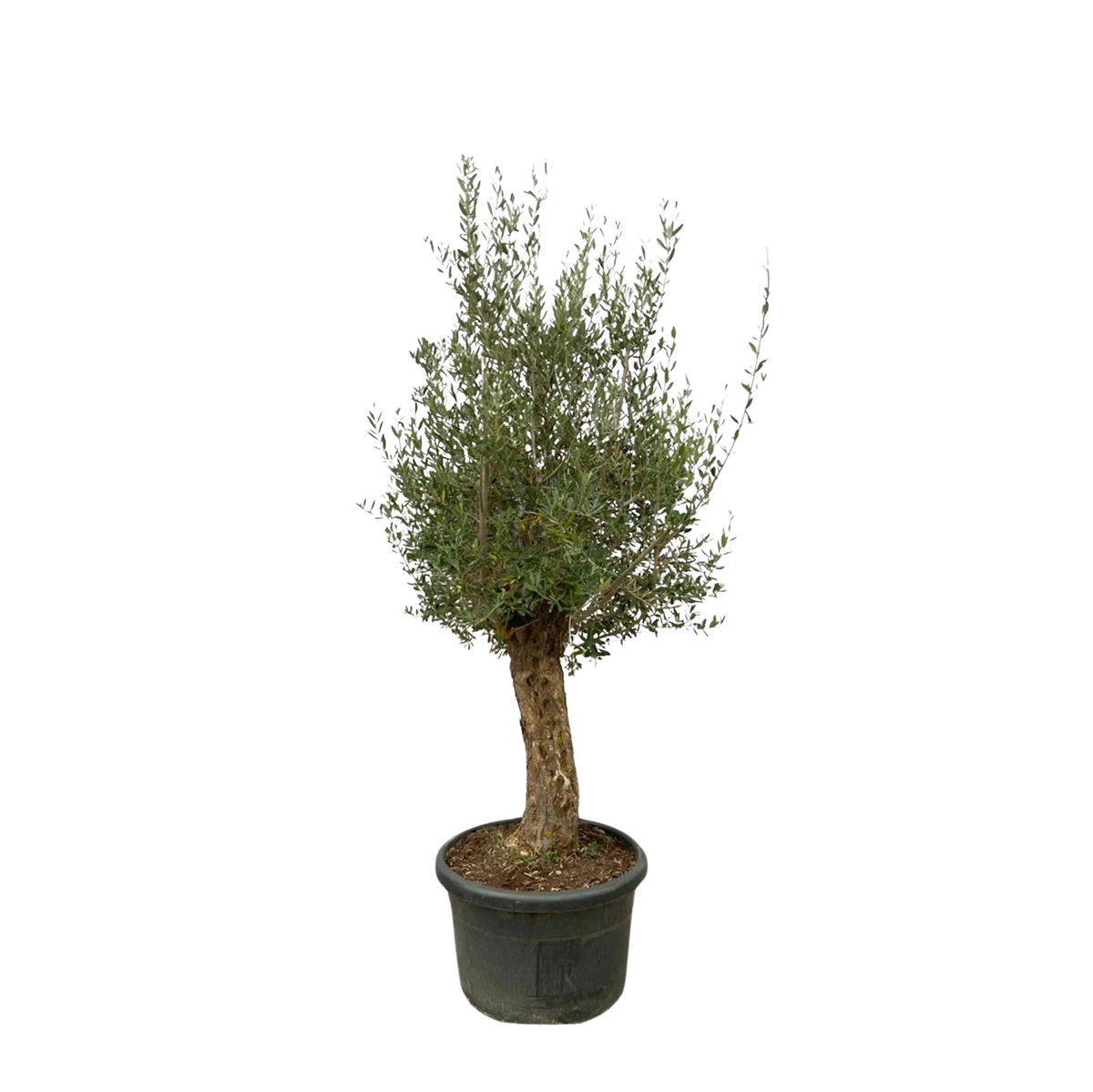 Olea Europaea Bonsai Everspring