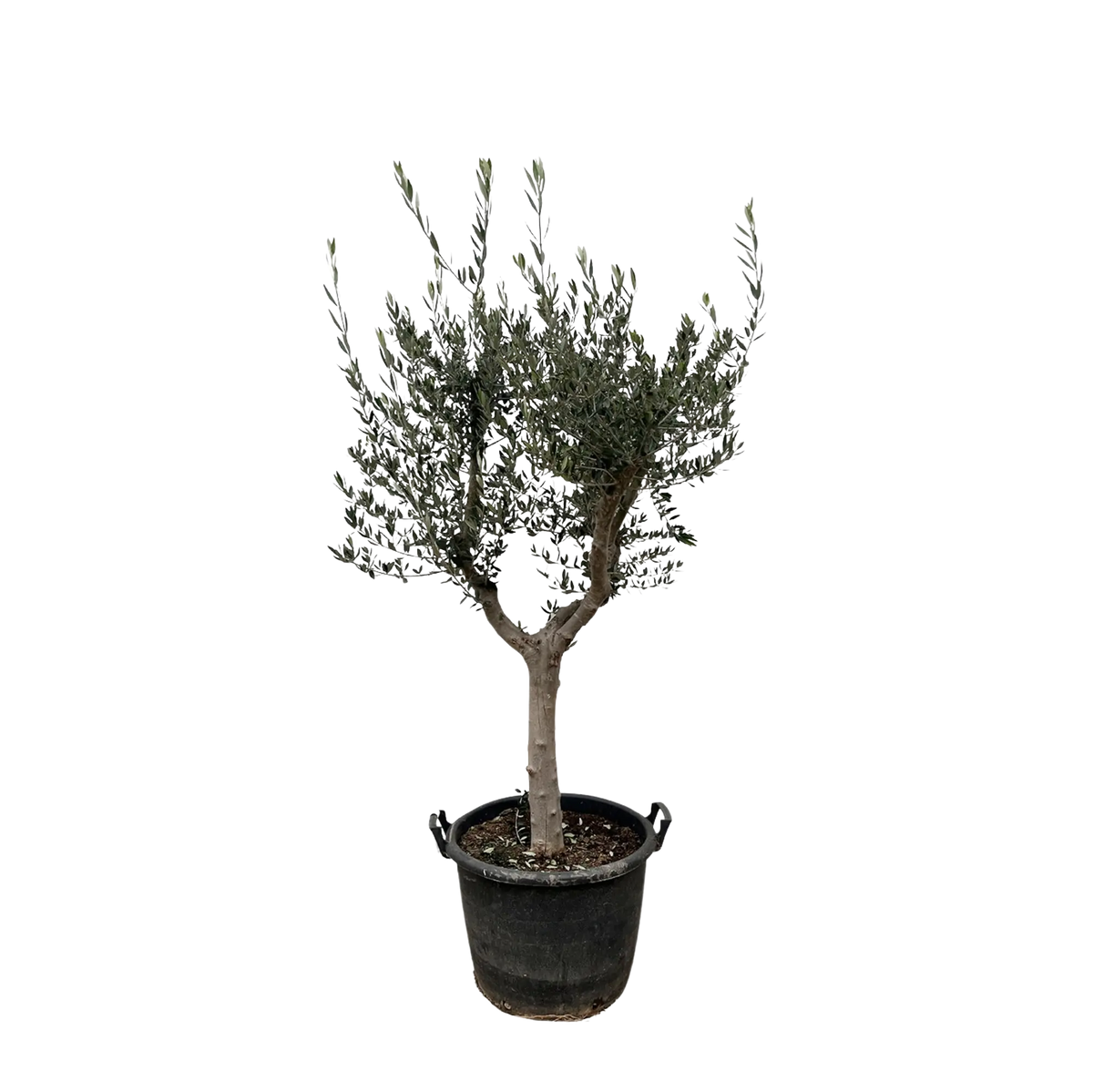 Olea Europaea Cultivo Everspring