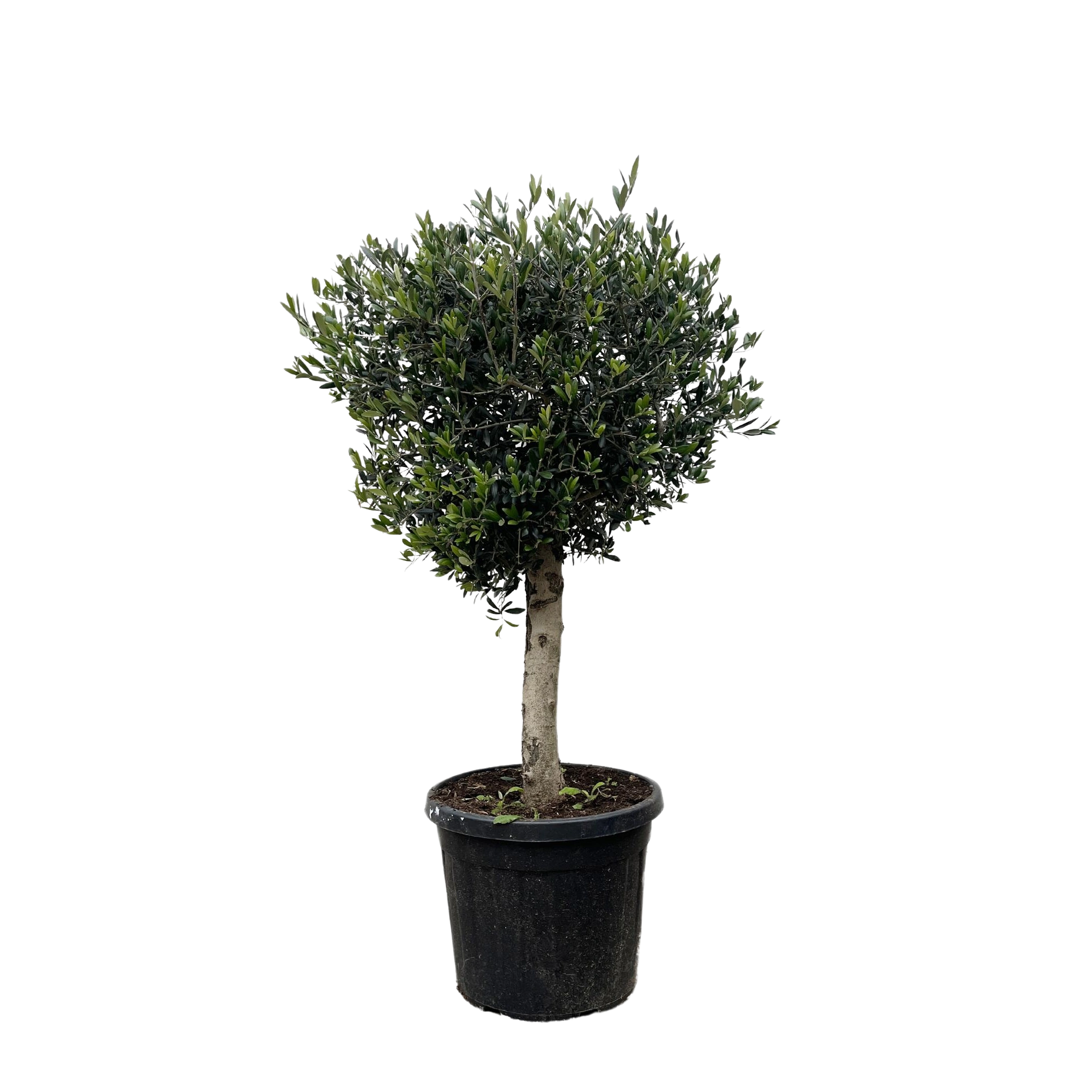 Olea Europaea Lorc Everspring